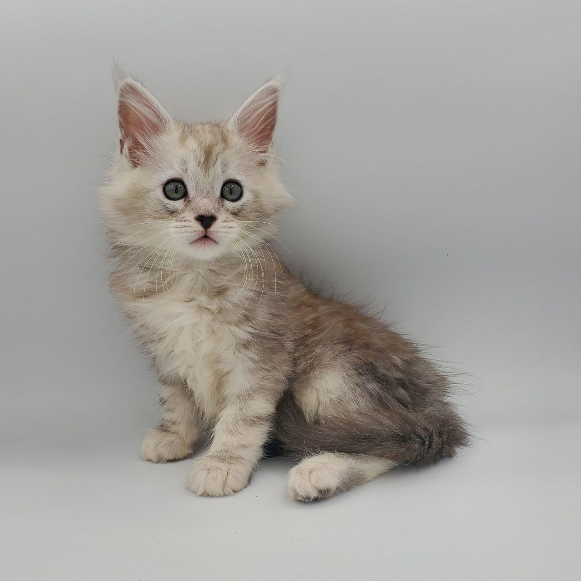 Dilute calico Maine Coon kitten looking alert