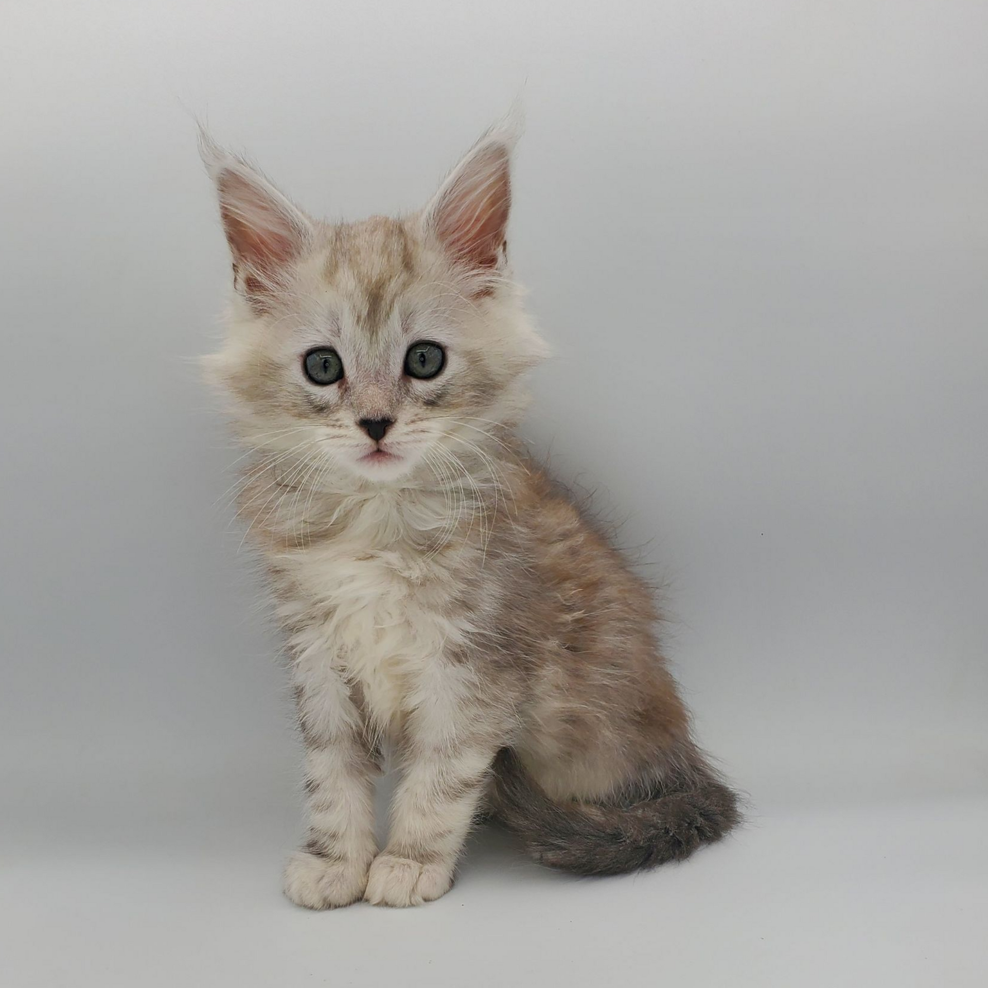 Dilute calico Maine Coon kitten looking forward