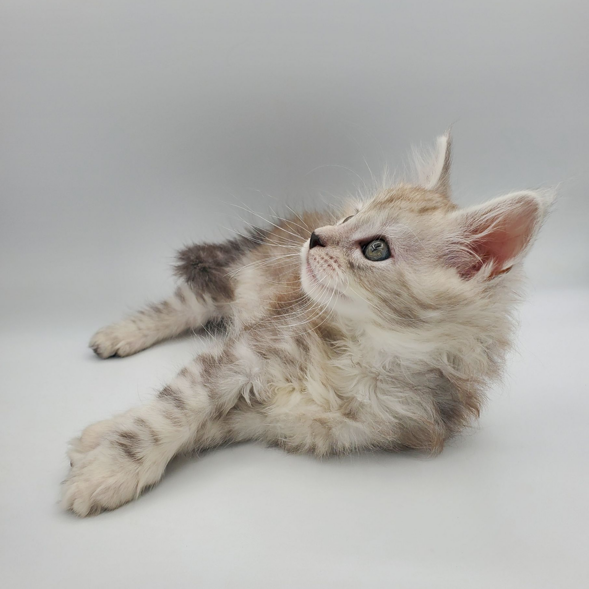Dilute calico Maine Coon kitten laying down looking up