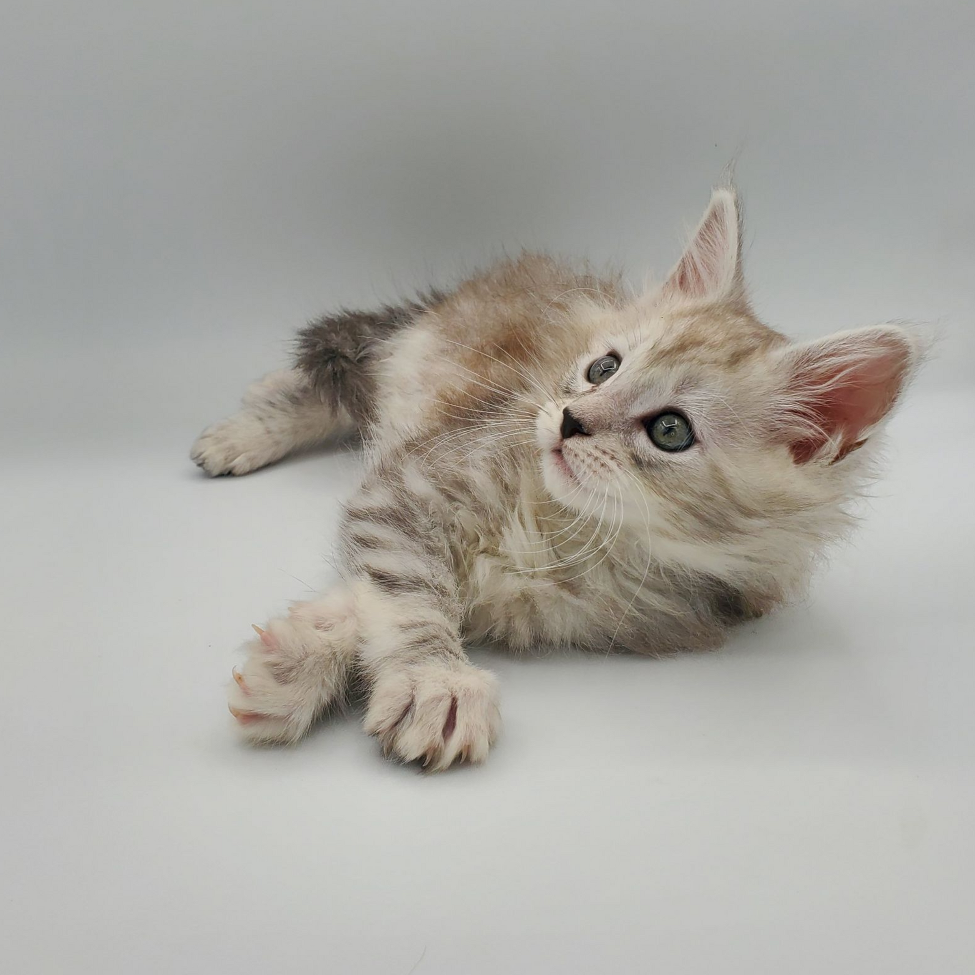 Dilute calico Maine Coon kitten laying down