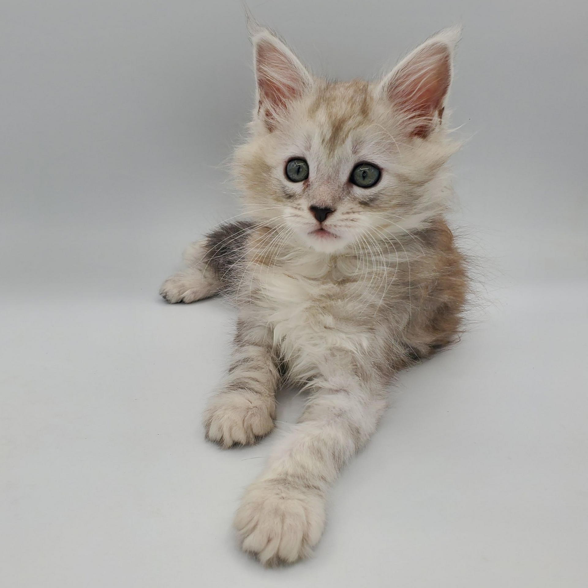 Dilute calico Maine Coon kitten looking cute