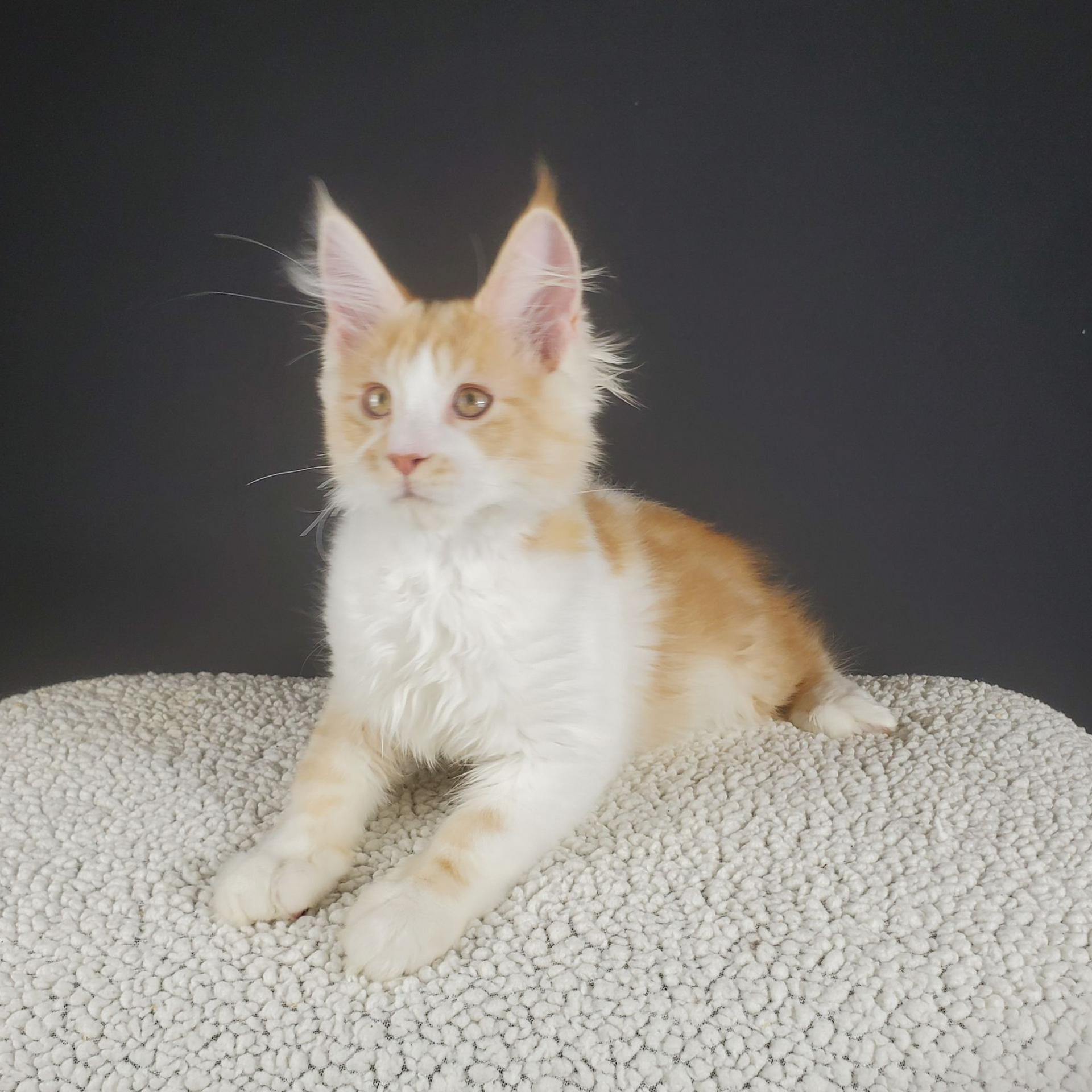 red and white bi-color male Maine Coon kitten laying down