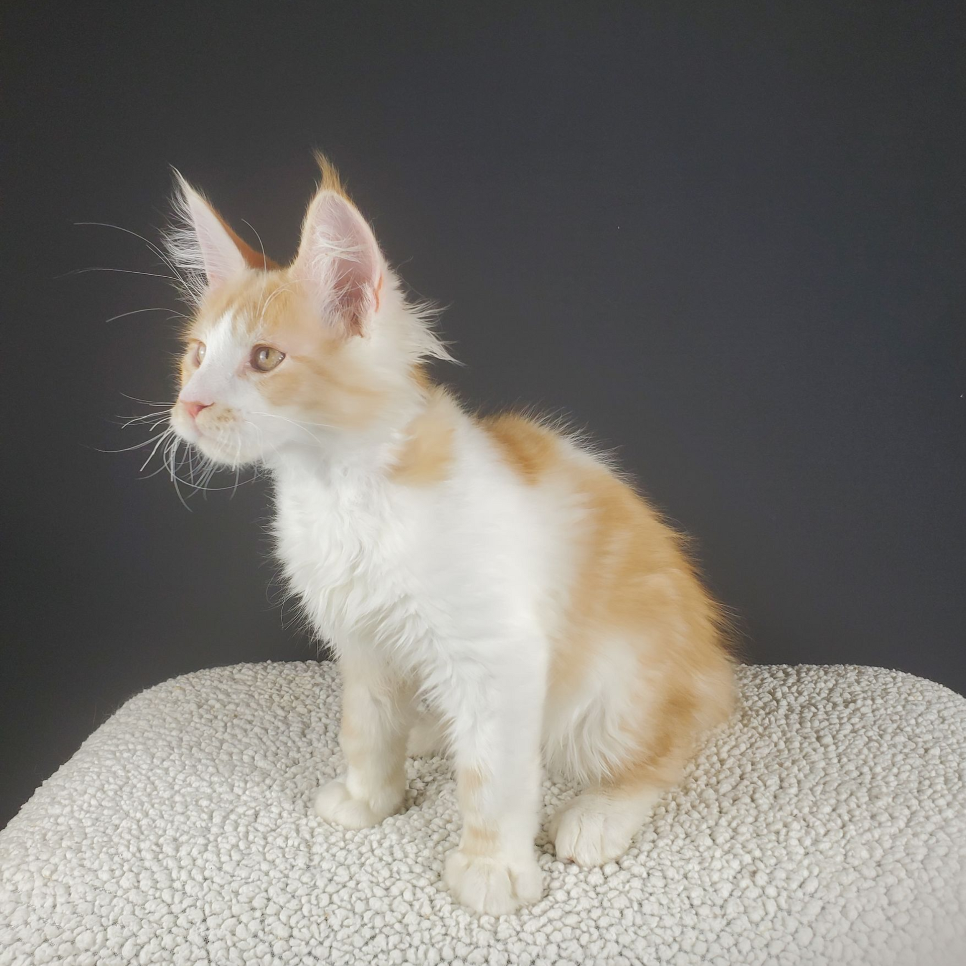 red and white bi-color male Maine Coon kitten looking left