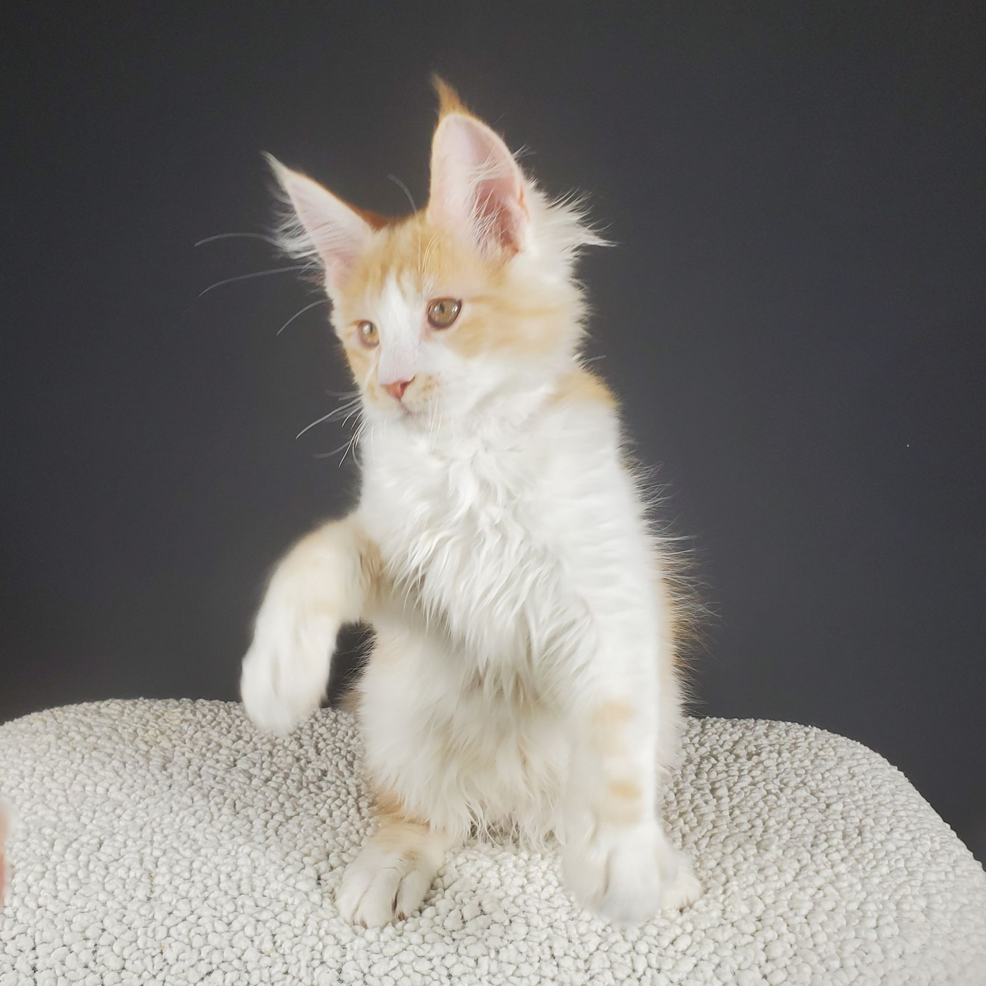 red and white bi-color male Maine Coon kitten with paws up