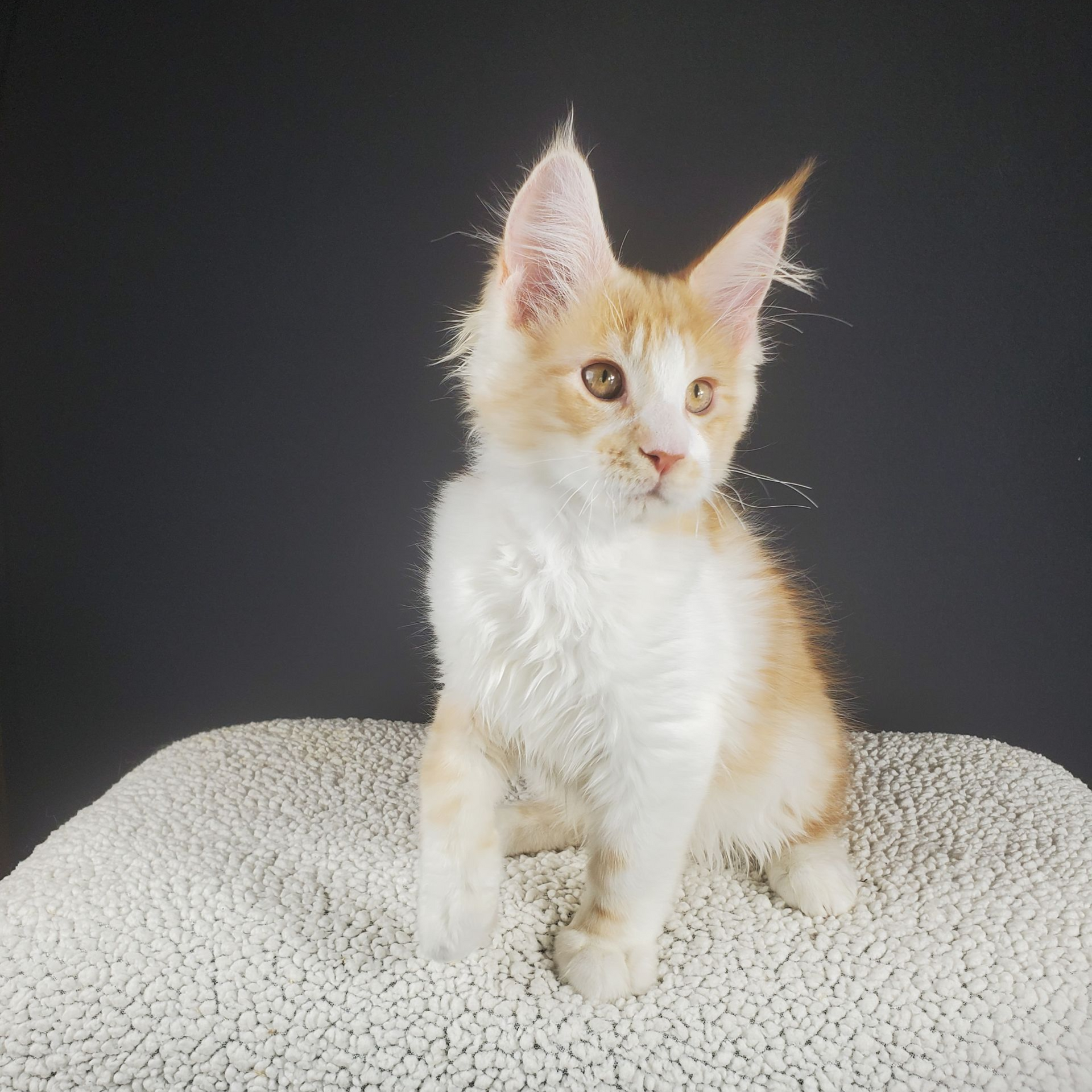 red and white bi-color male Maine Coon kitten with paw up