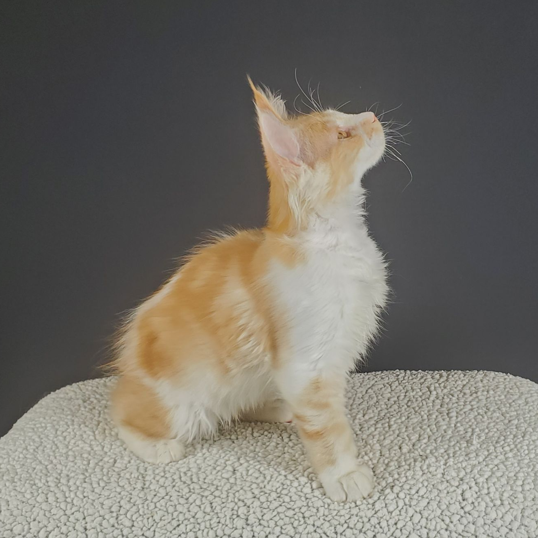 red and white bi-color male Maine Coon kitten looking right