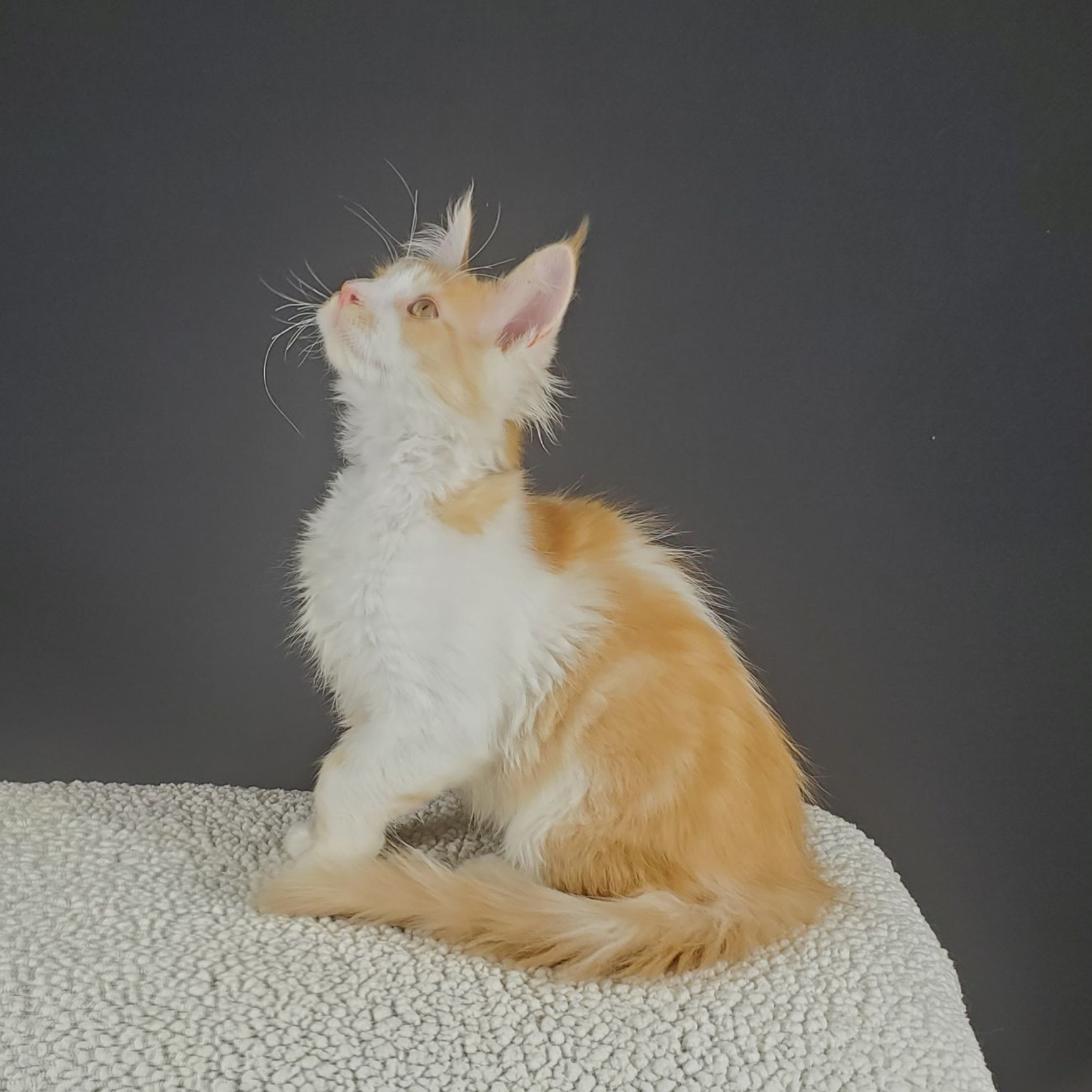 red and white bi-color male Maine Coon kitten looking to the left and up