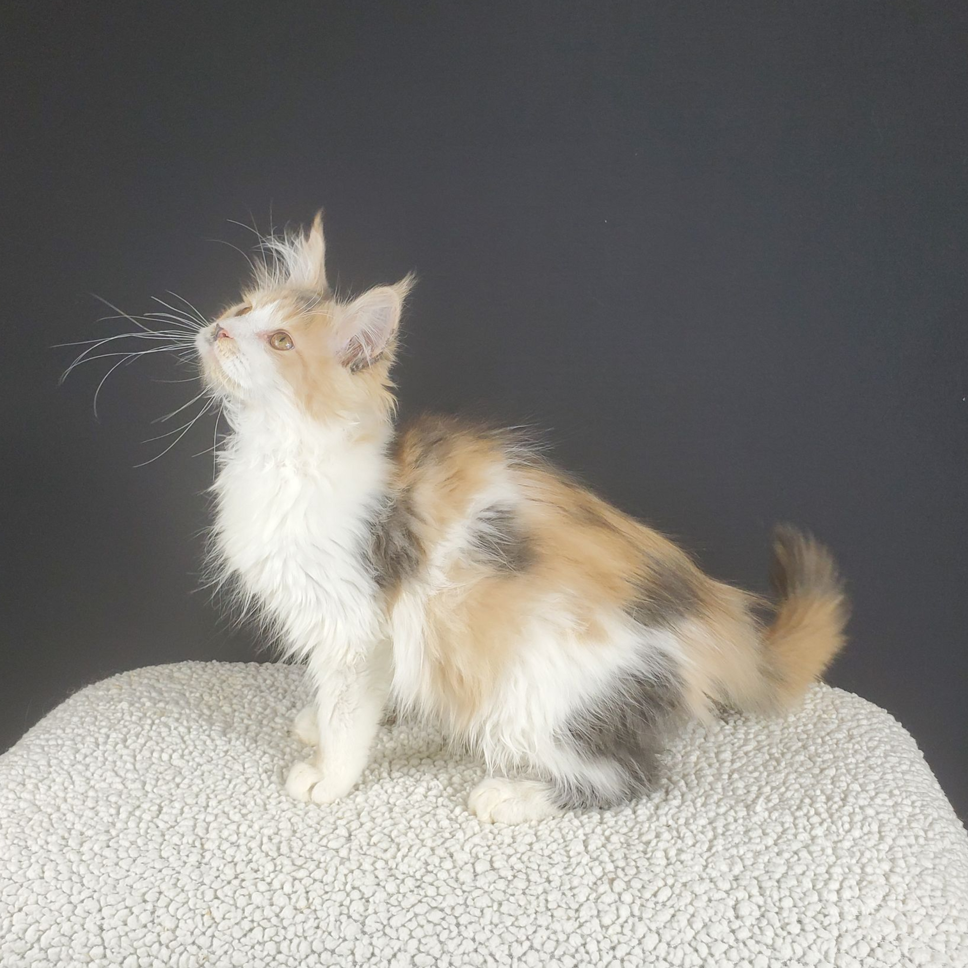 dilute calico female Maine Coon kitten sitting