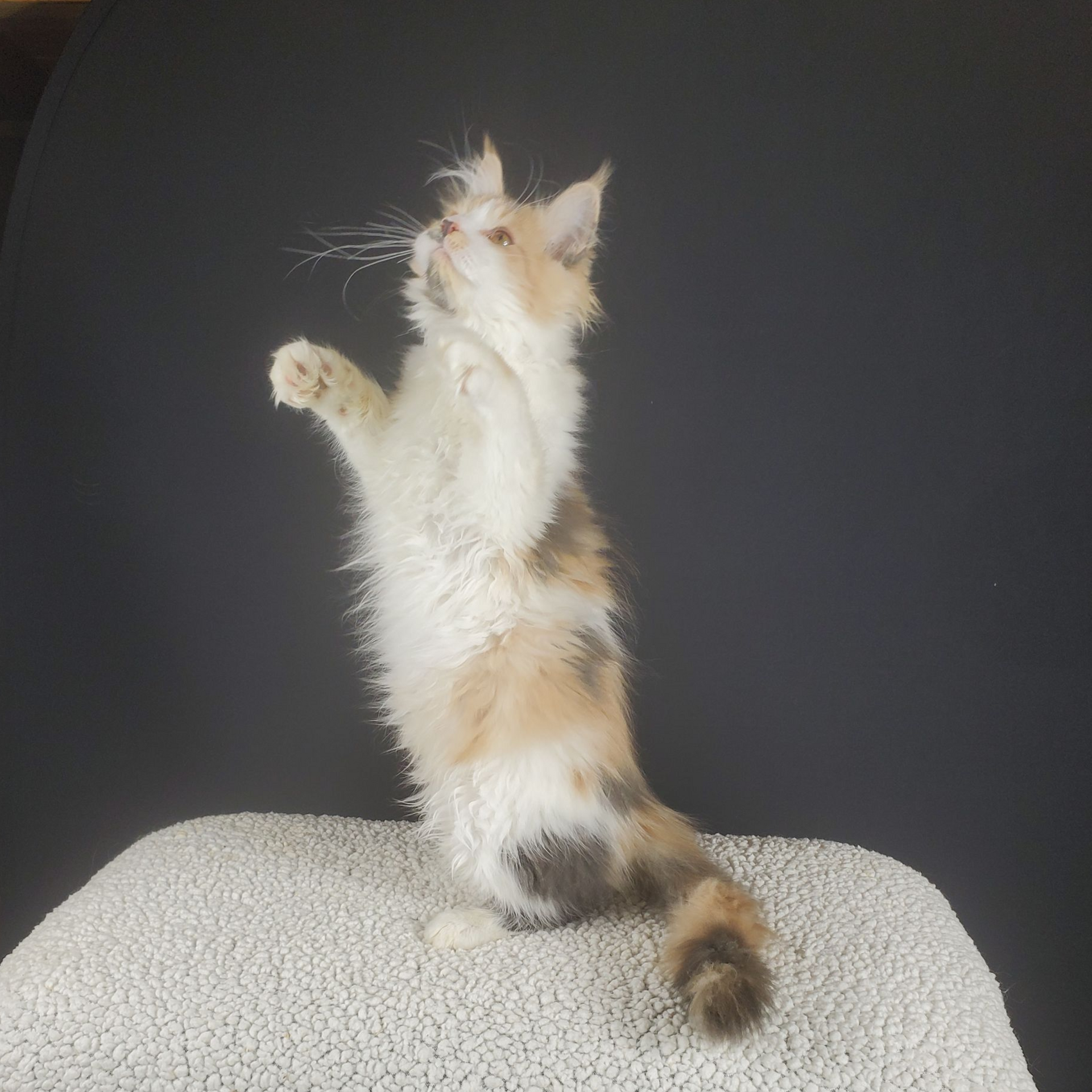 dilute calico female Maine Coon kitten standing on back feet