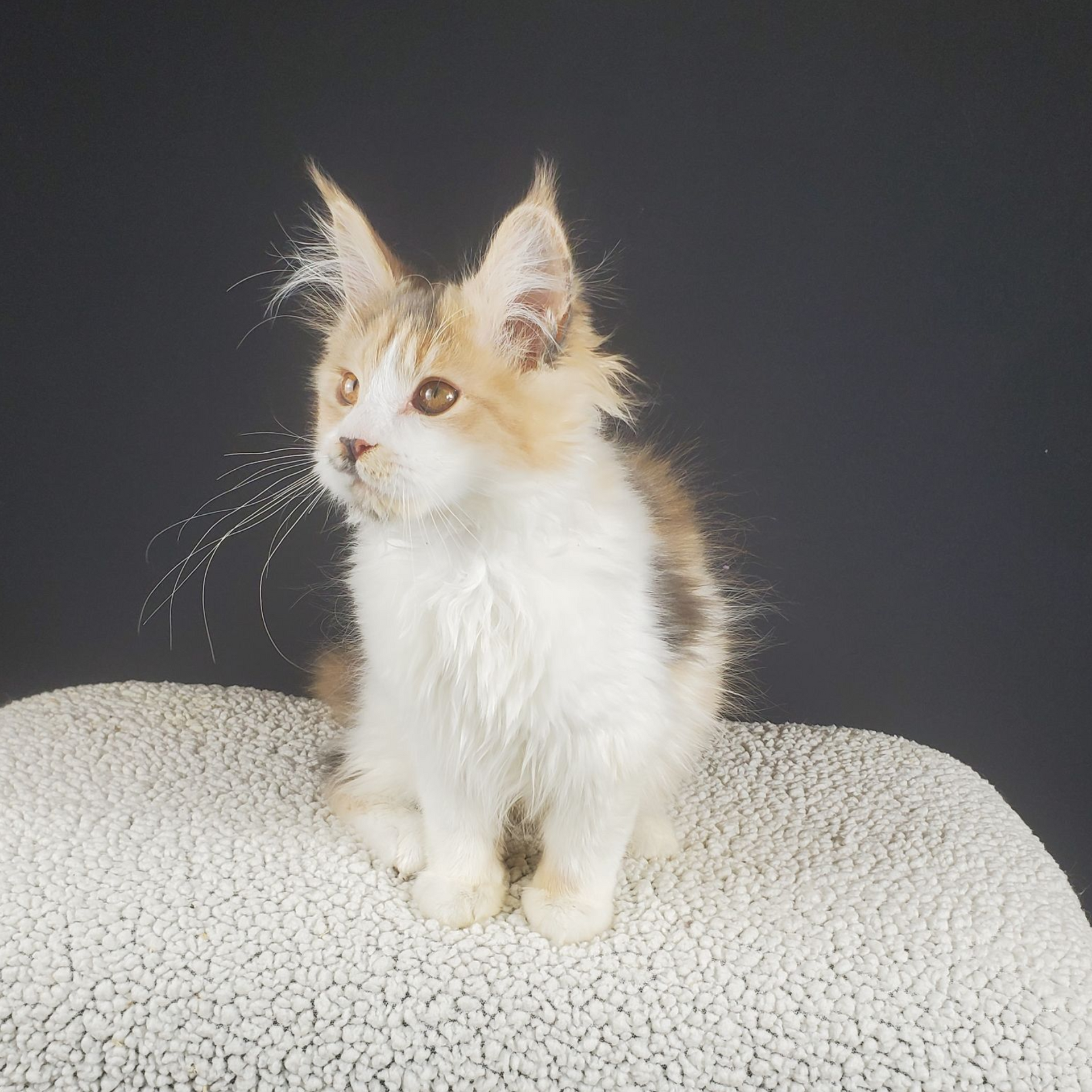 dilute calico female Maine Coon kitten looking forward