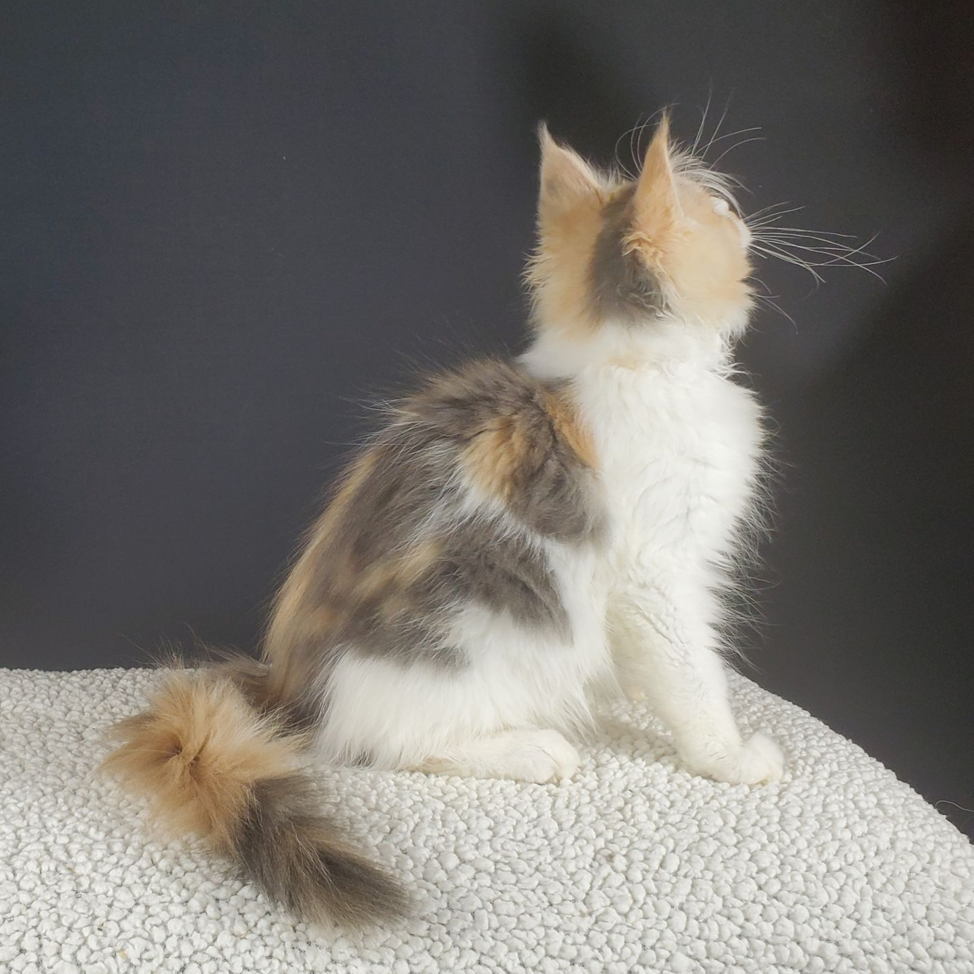 dilute calico female Maine Coon kitten from the back side