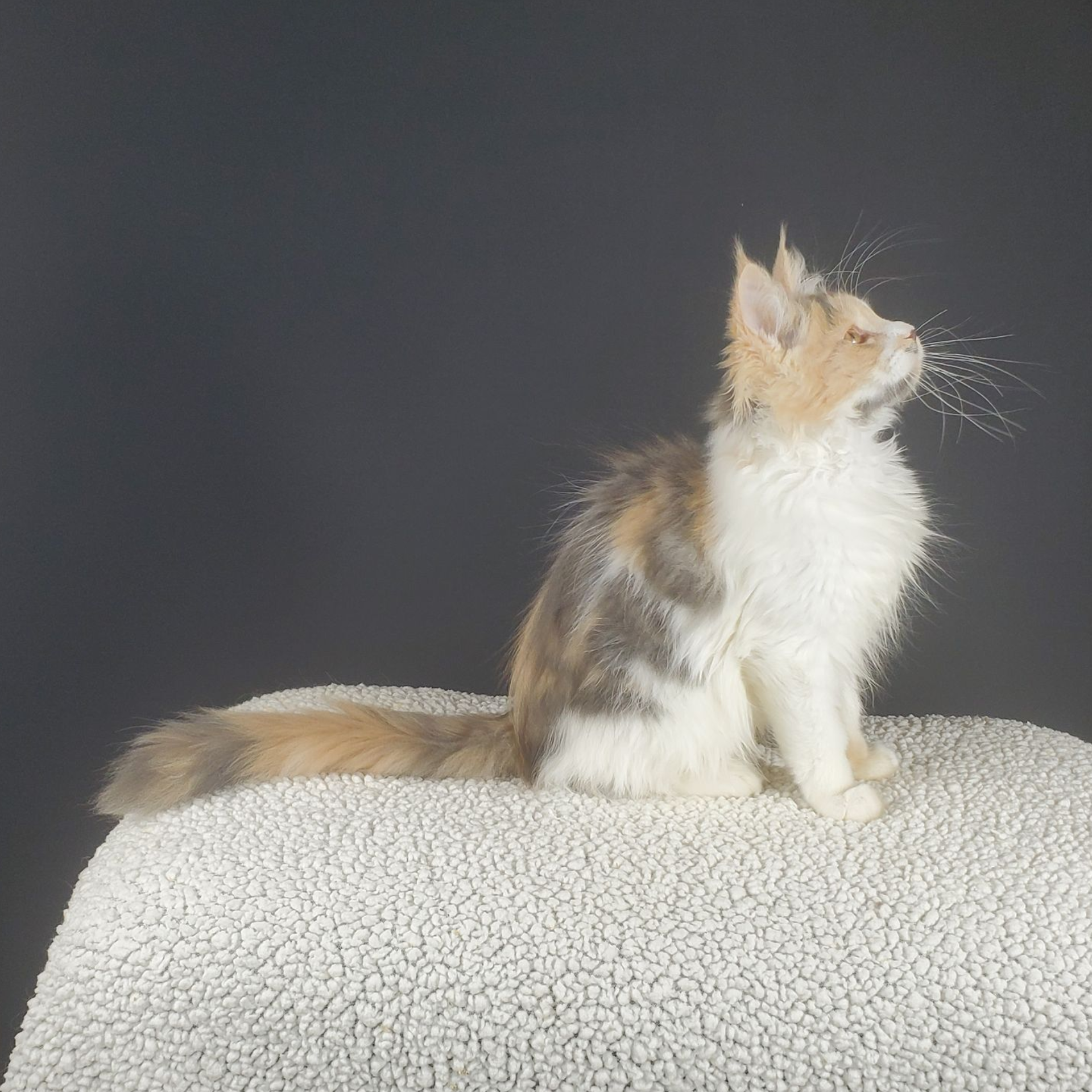 dilute calico female Maine Coon kitten from the side looking right