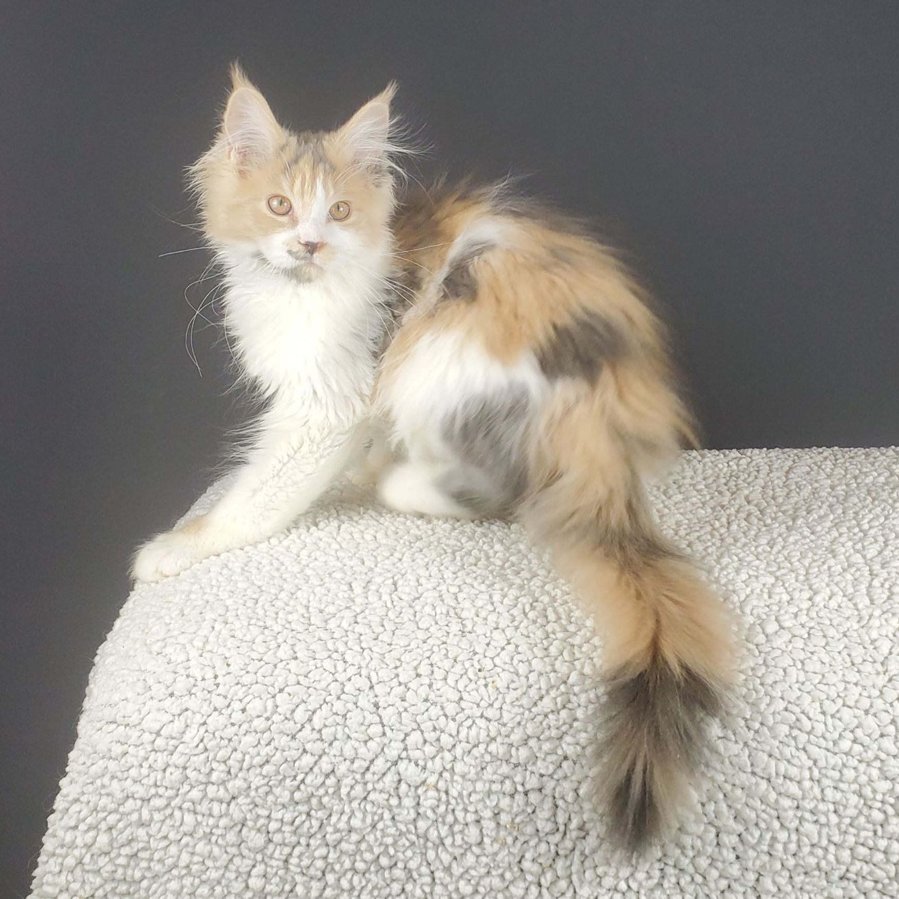 dilute calico female Maine Coon kitten from the side