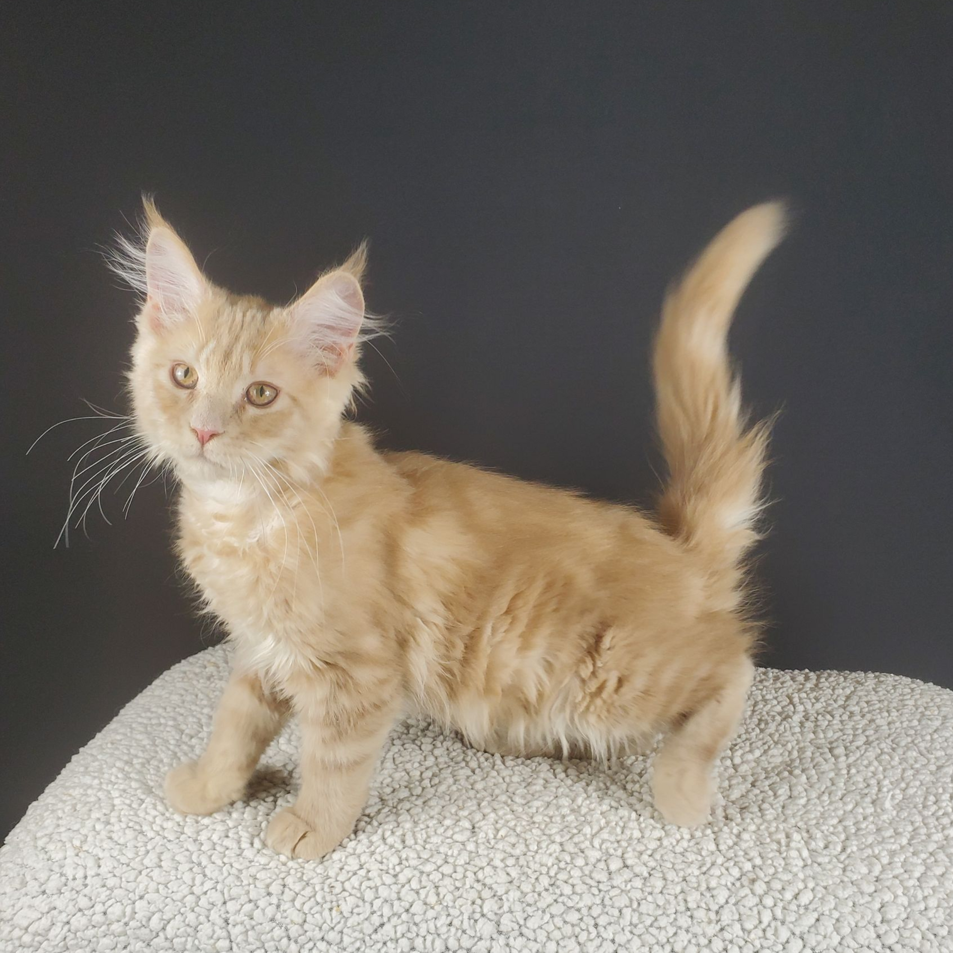 Cream colored female Maine Coon kitten crowching