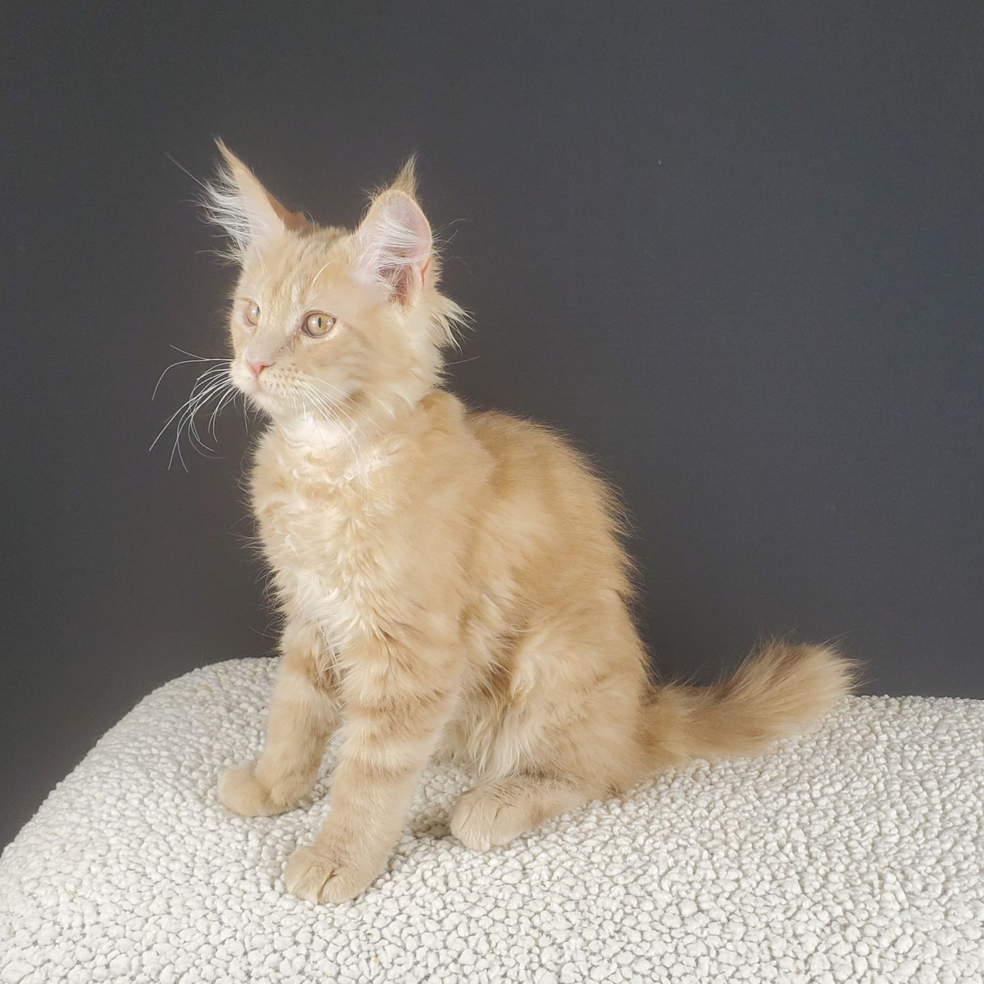 Cream colored female Maine Coon kitten sitting looking left