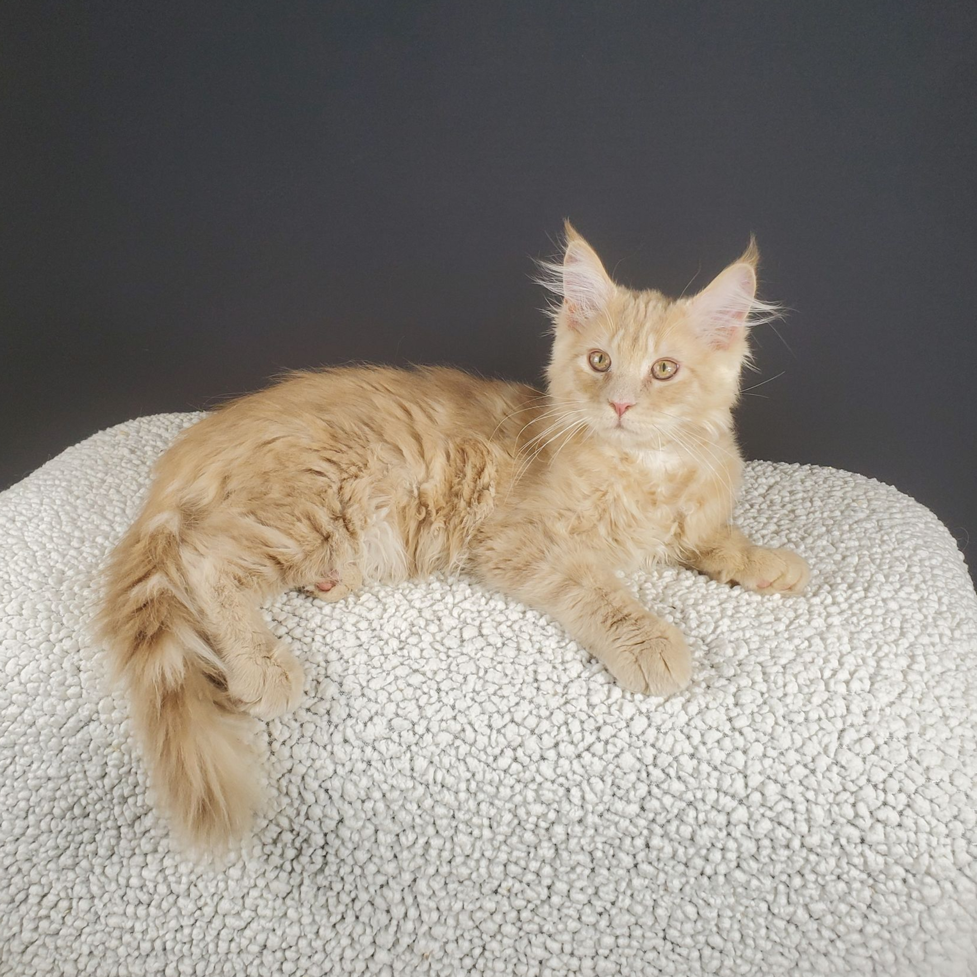 Cream colored female Maine Coon kitten laying down