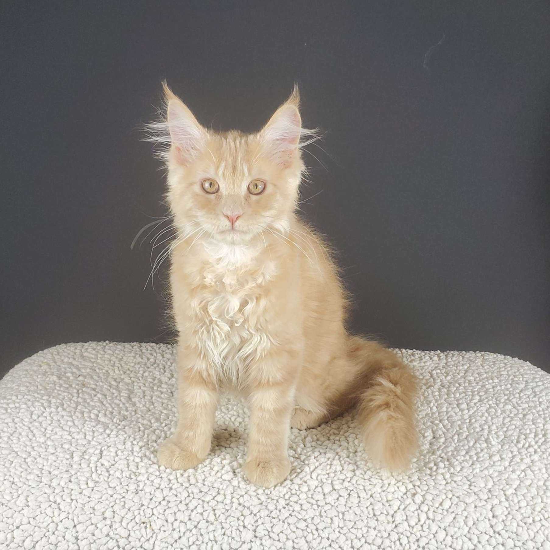 Cream colored female Maine Coon kitten looking straight