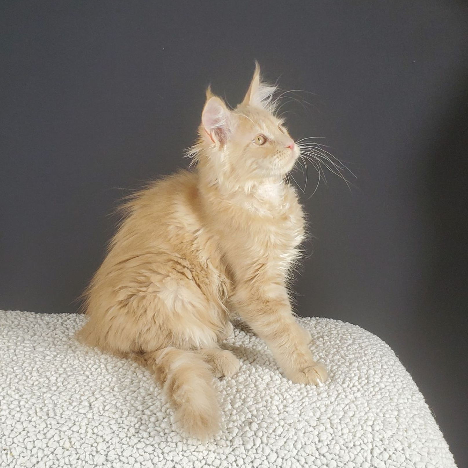 Cream colored female Maine Coon kitten sitting and looking right