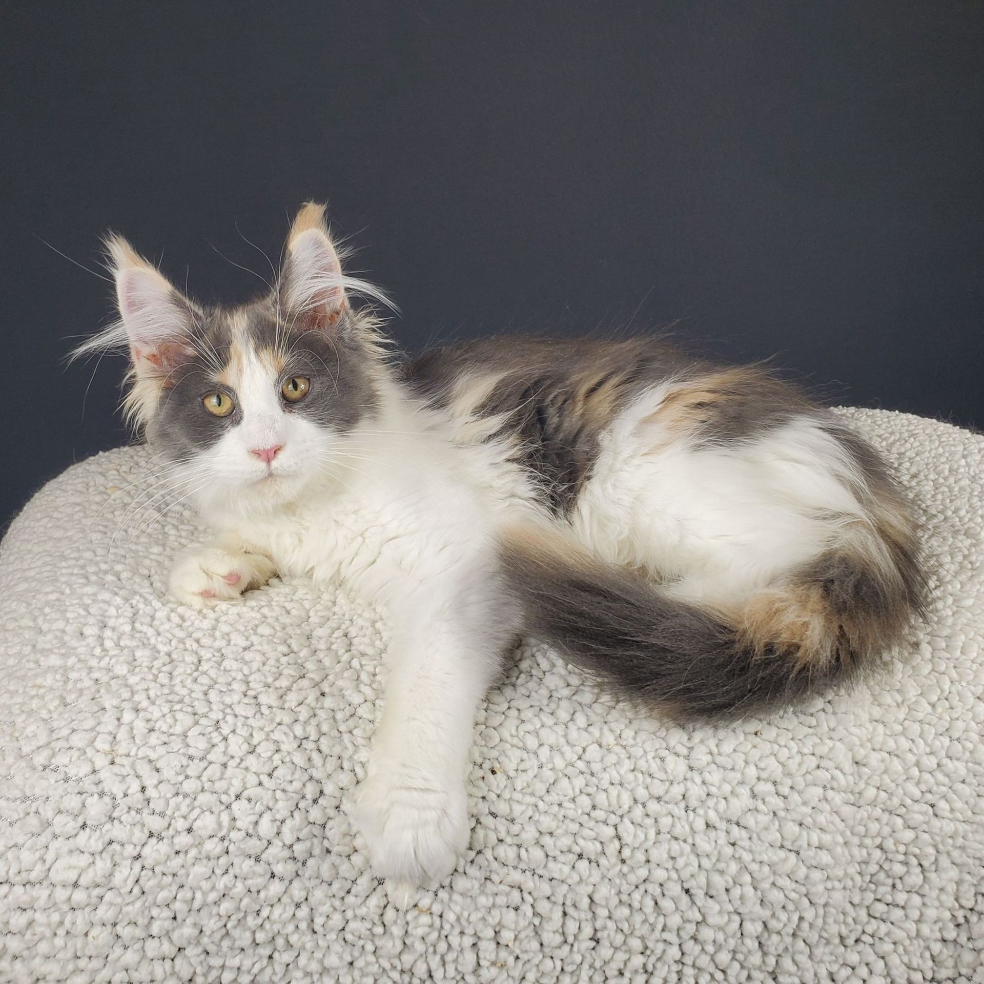 dilute calico female Maine Coon kitten laying with paw out