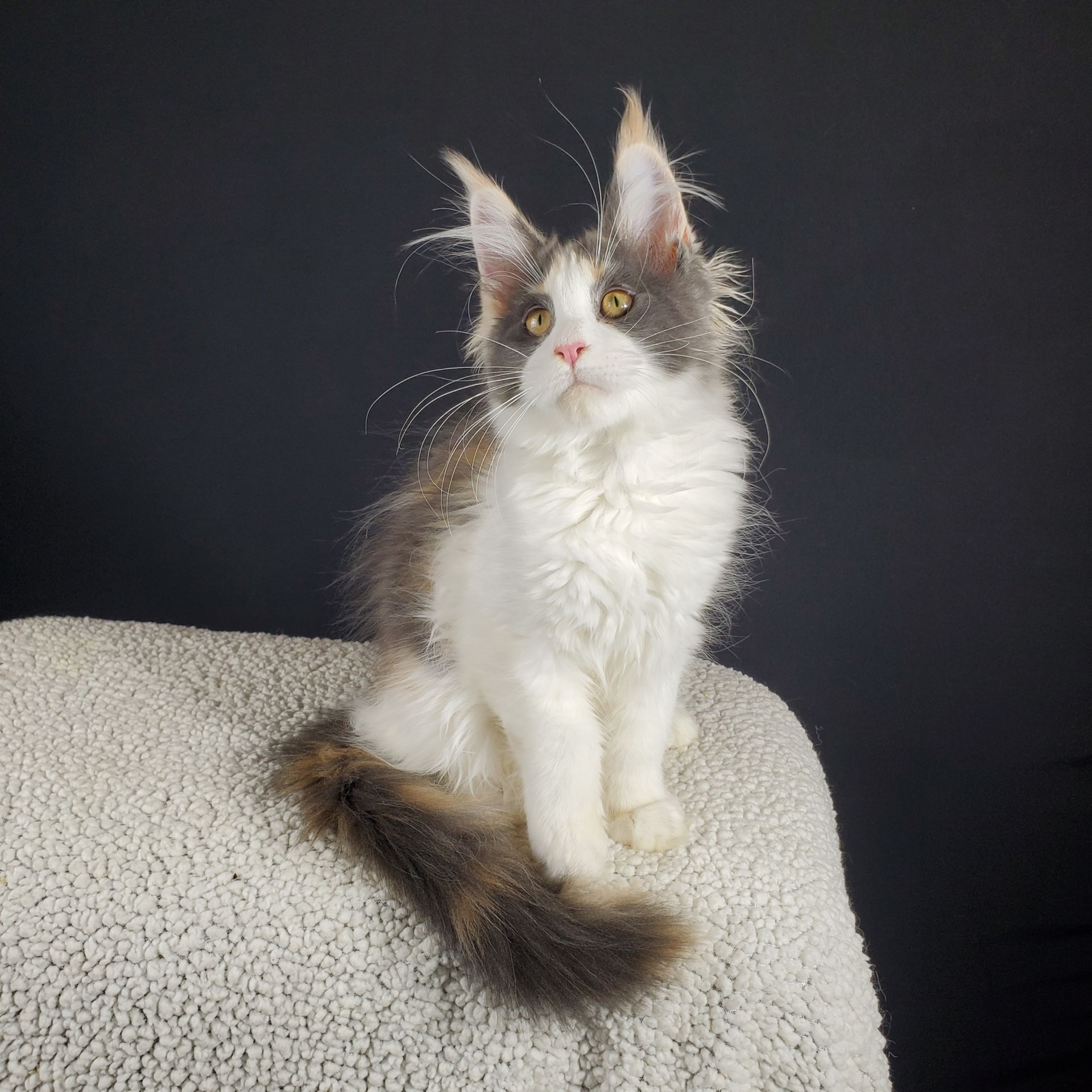 dilute calico female Maine Coon kitten sitting with head tilted