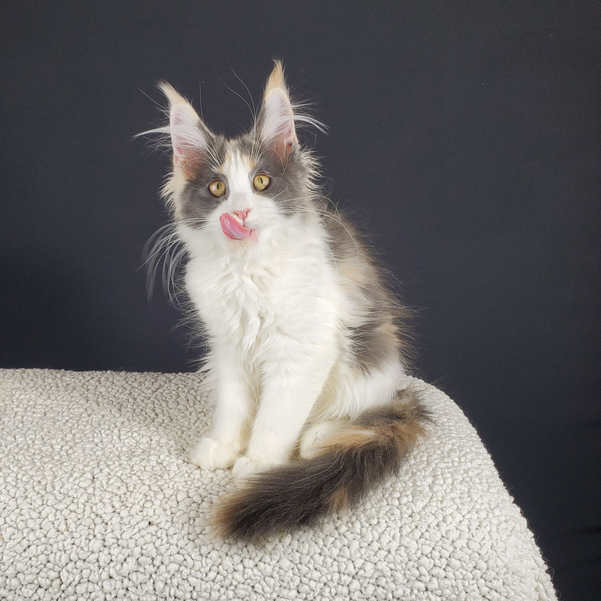 dilute calico female Maine Coon kitten with tongue out