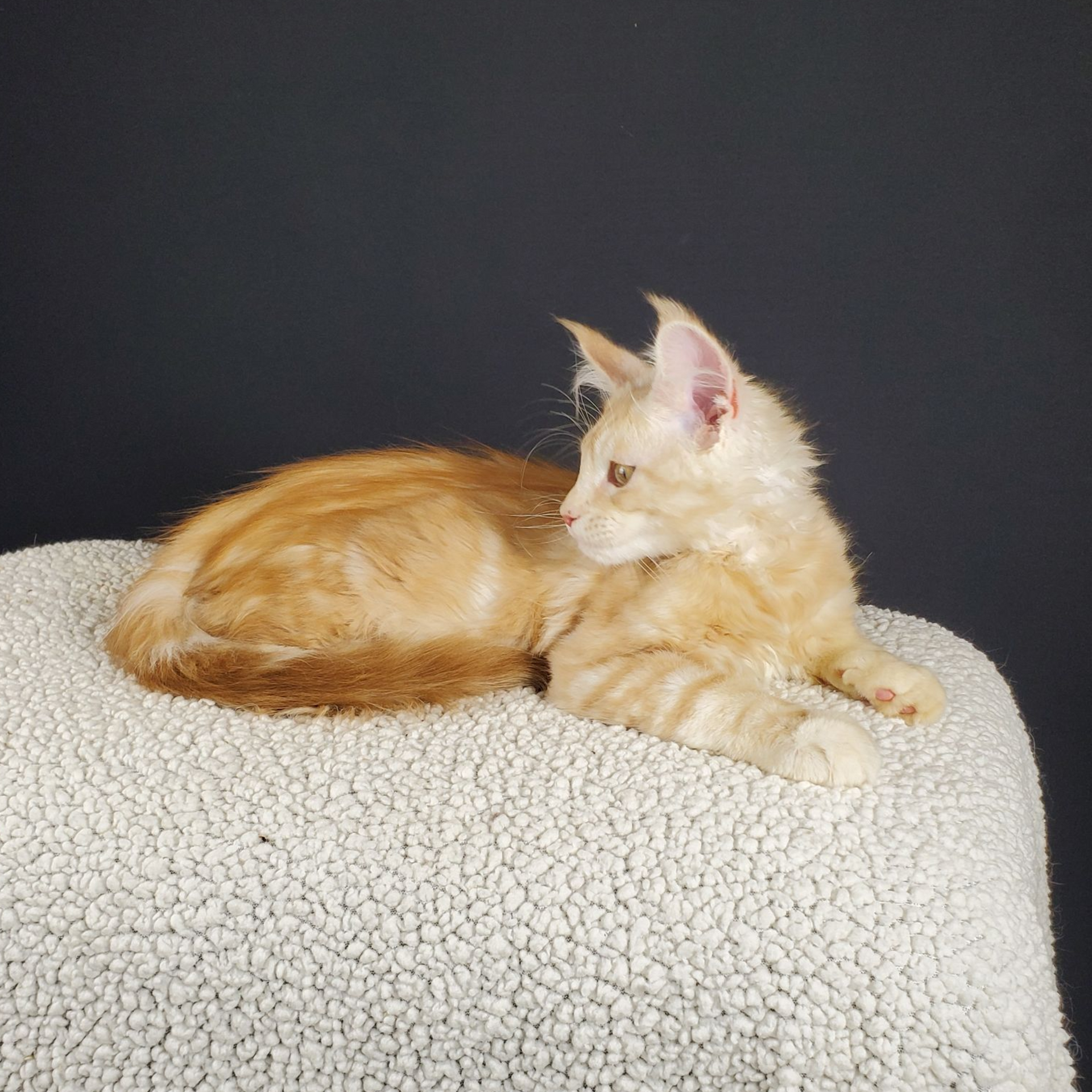 red-silver tabby with white male Maine Coon kitten laying down with head back