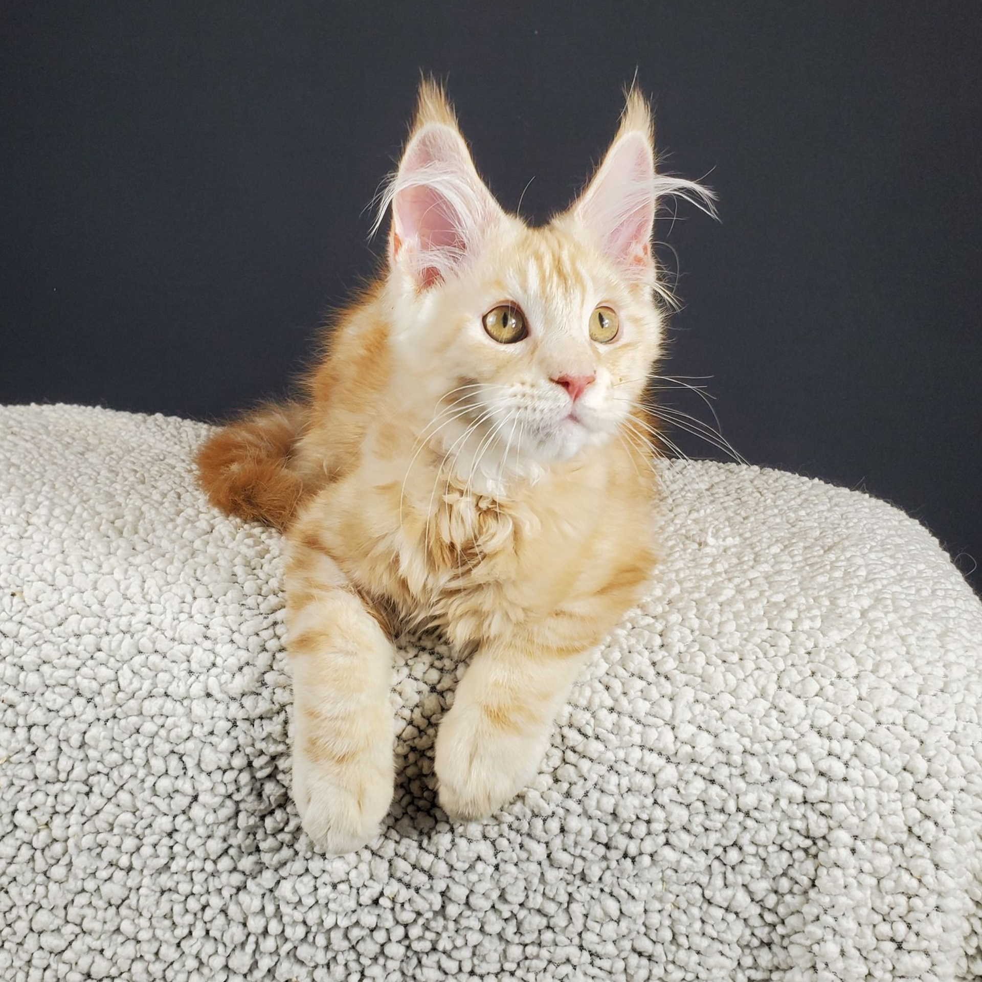 red-silver tabby with white male Maine Coon kitten laying down