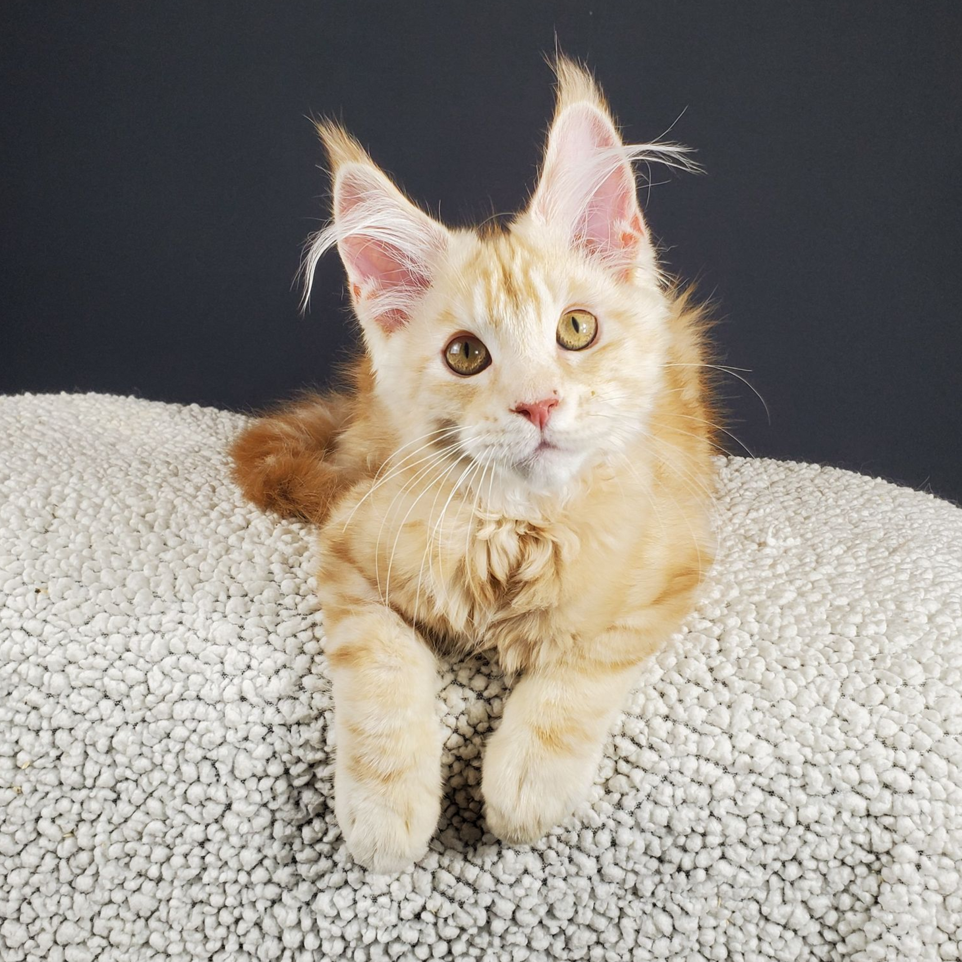red-silver tabby with white male Maine Coon kitten up close