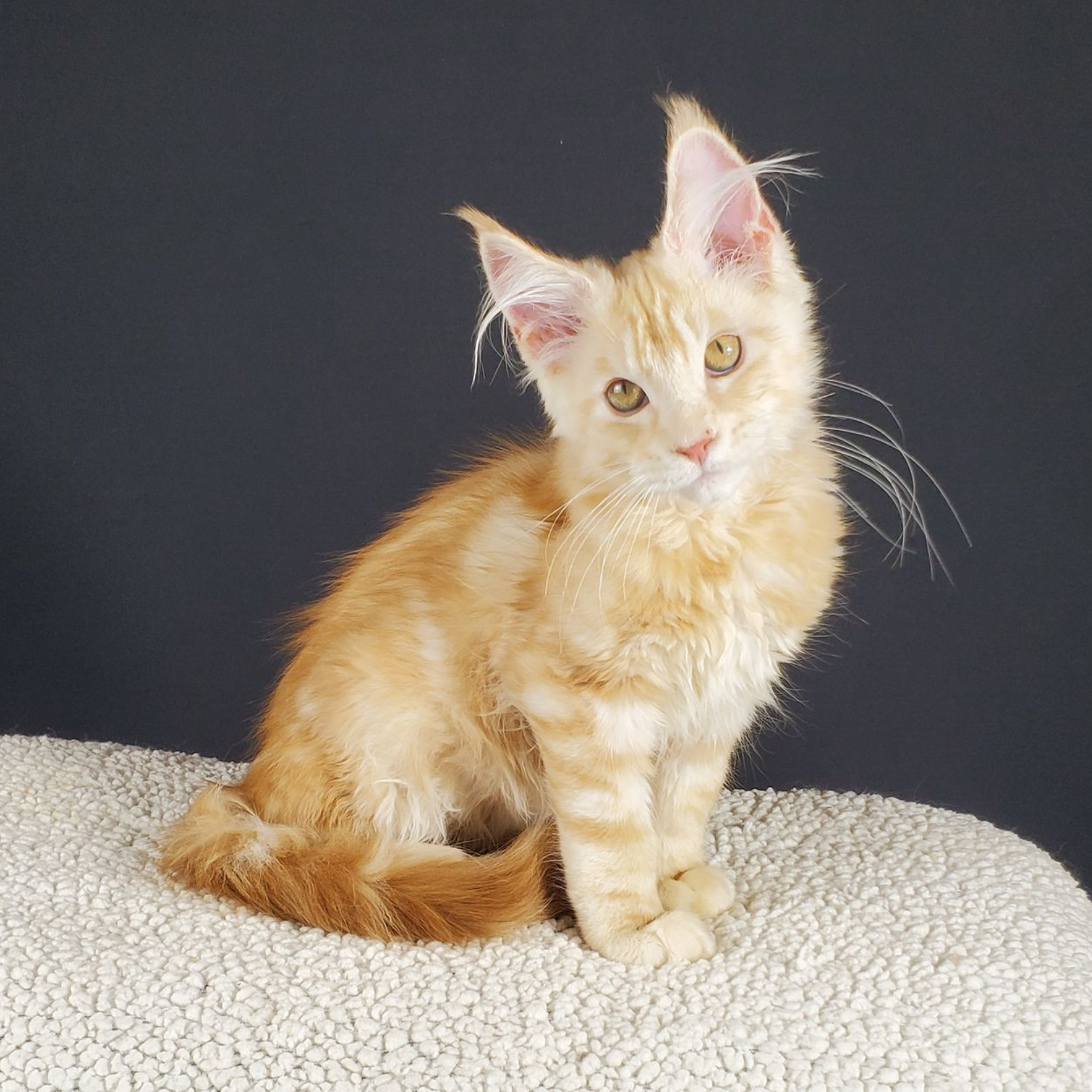 red-silver tabby with white male Maine Coon kitten with head tilted