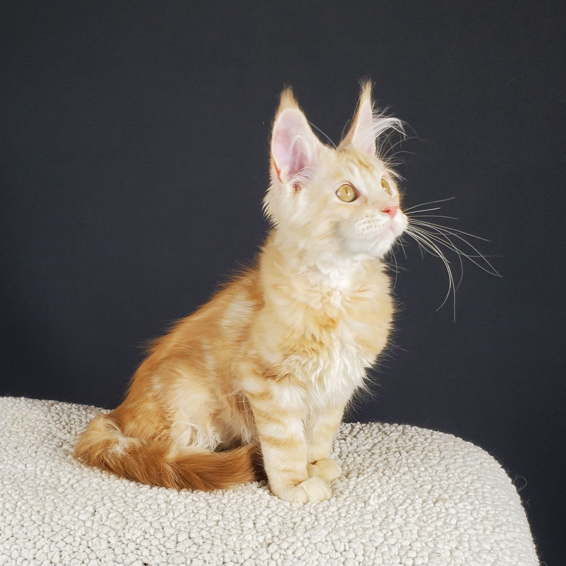 red-silver tabby with white male Maine Coon kitten sitting