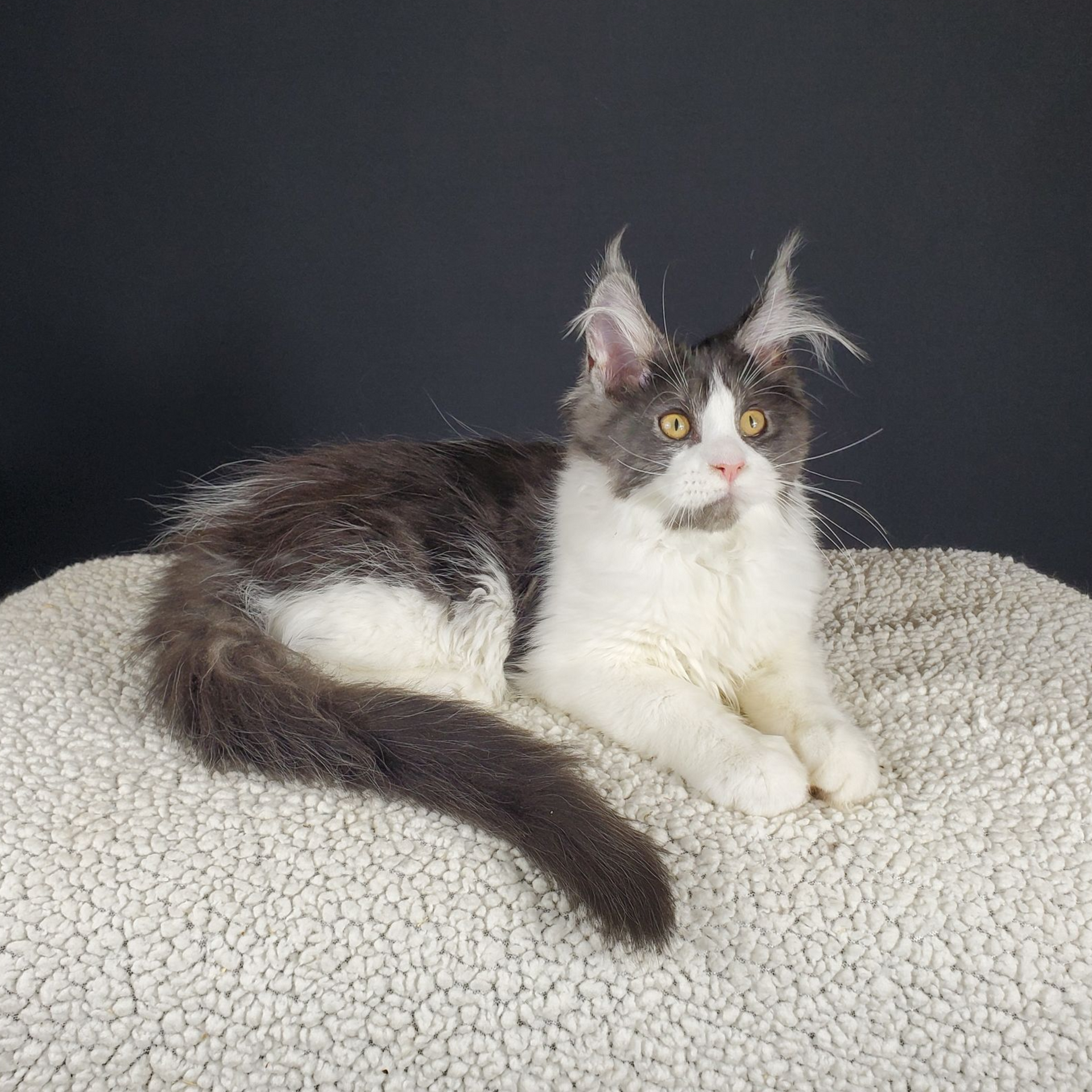 black smoke with white female Maine Coon kitten laying down with tail pulled forward