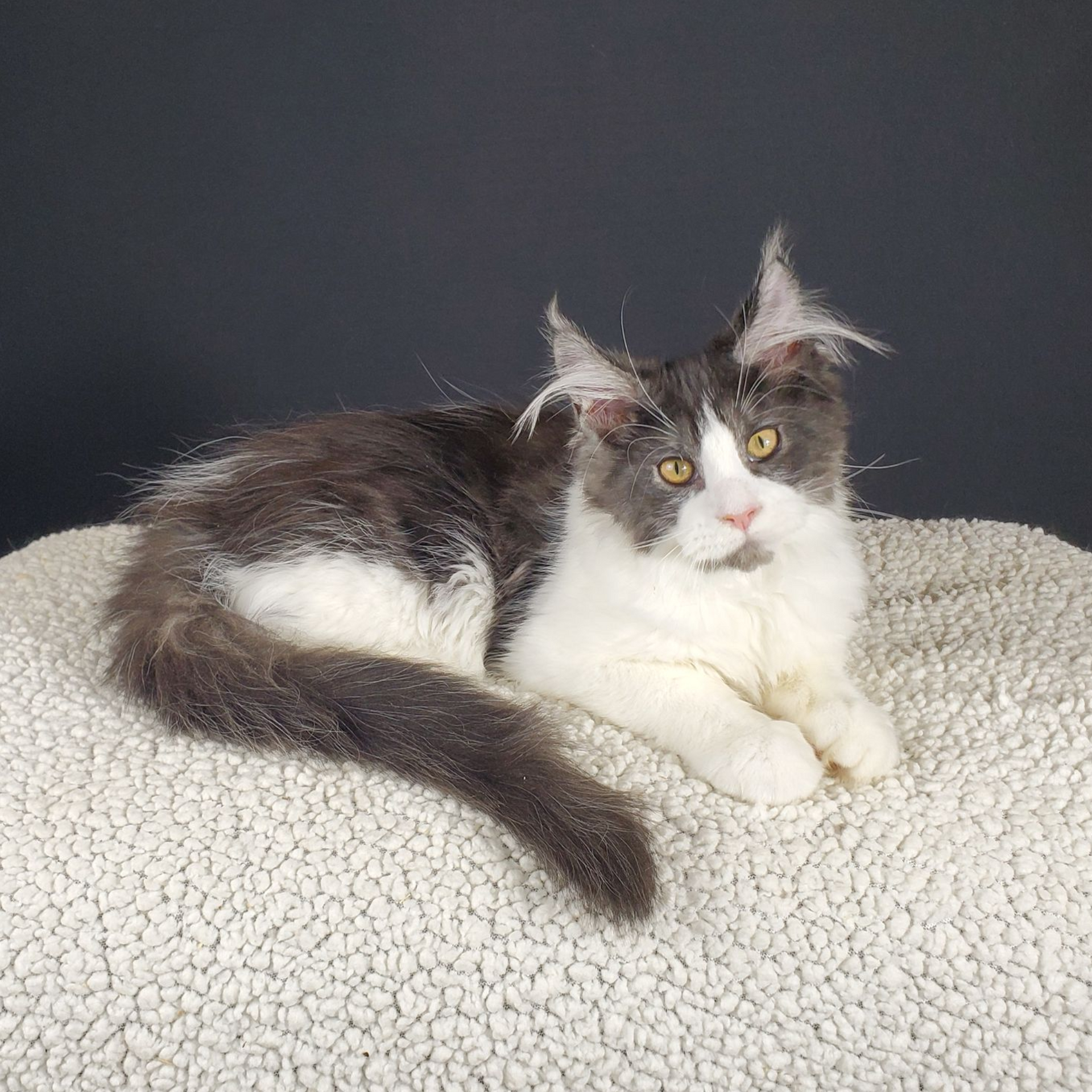 black smoke with white female Maine Coon kitten laying down looking cute