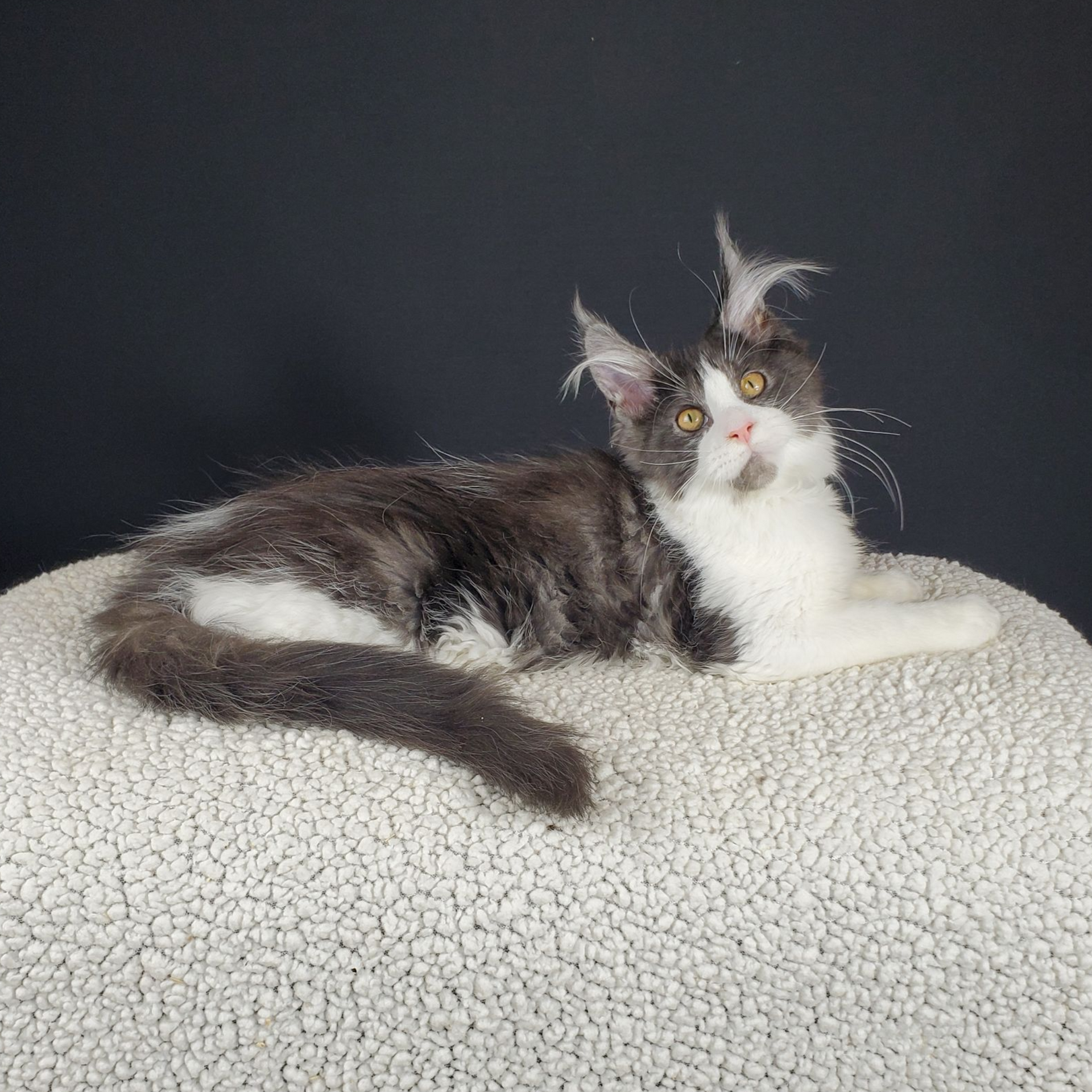 black smoke with white female Maine Coon kitten with head tilted