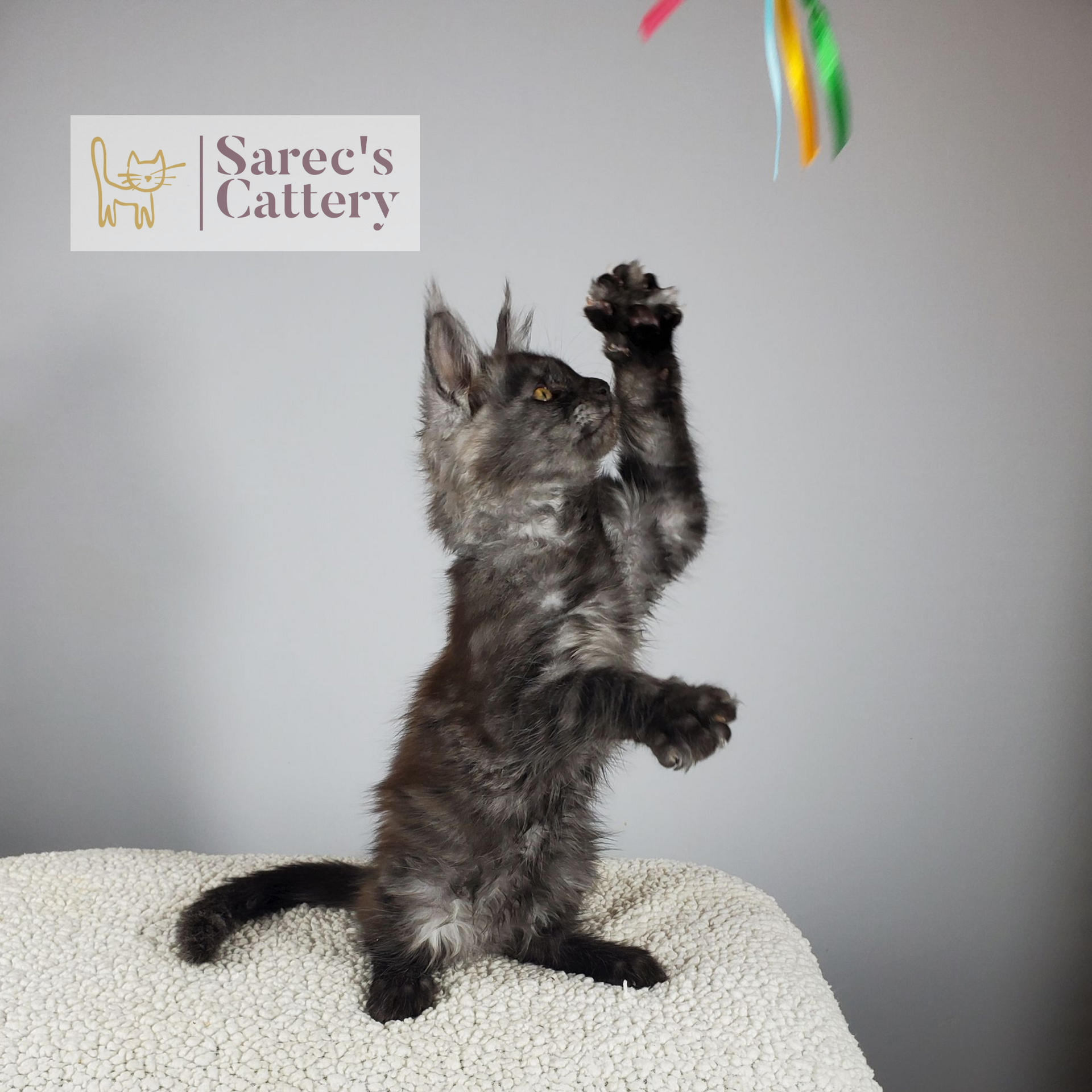 black smoke male Maine Coon kitten batting at toy