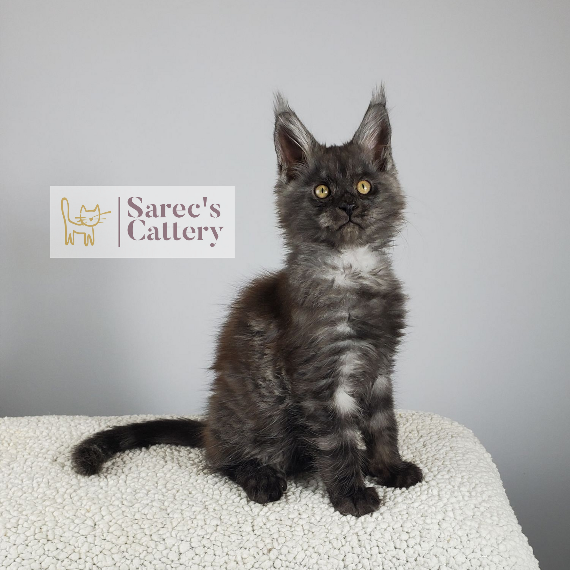 black smoke male Maine Coon kitten looking straight ahead