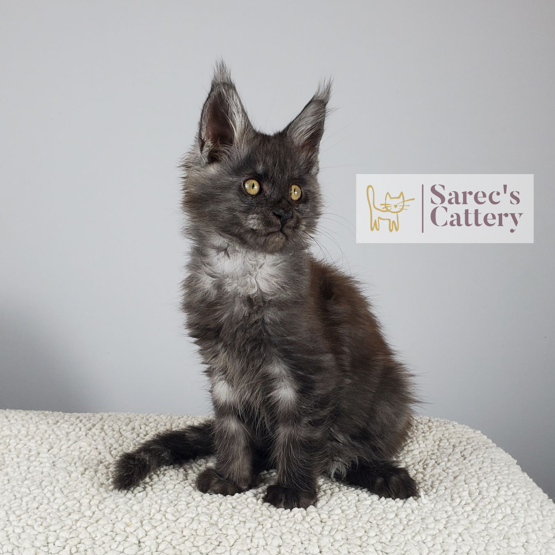 black smoke male Maine Coon kitten sitting with head tilted