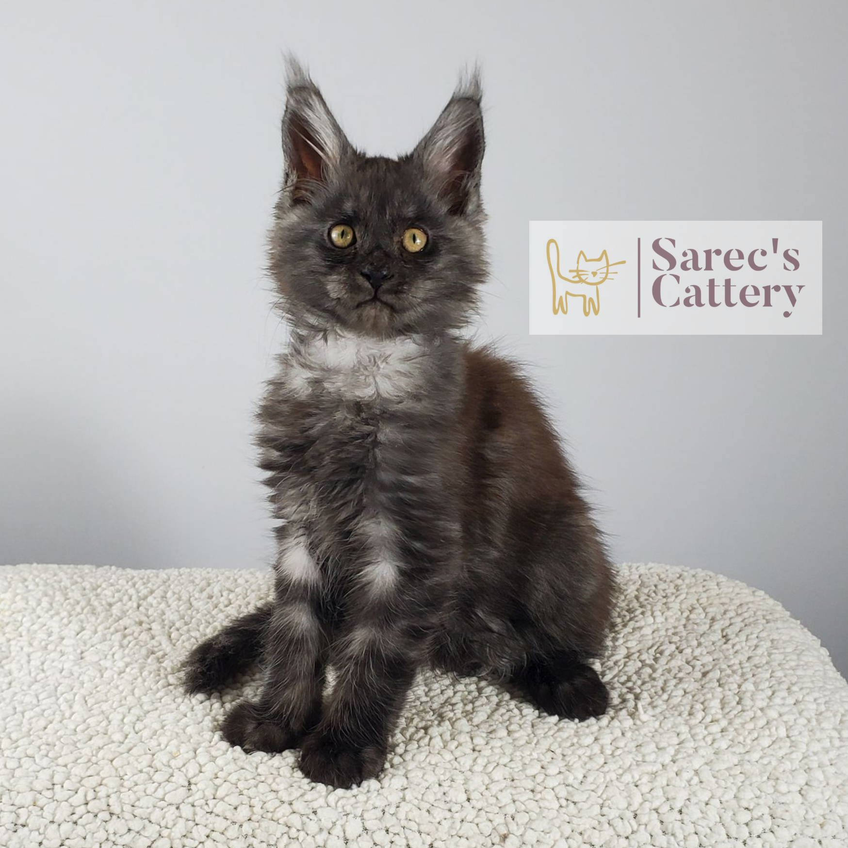 black smoke male Maine Coon kitten sitting