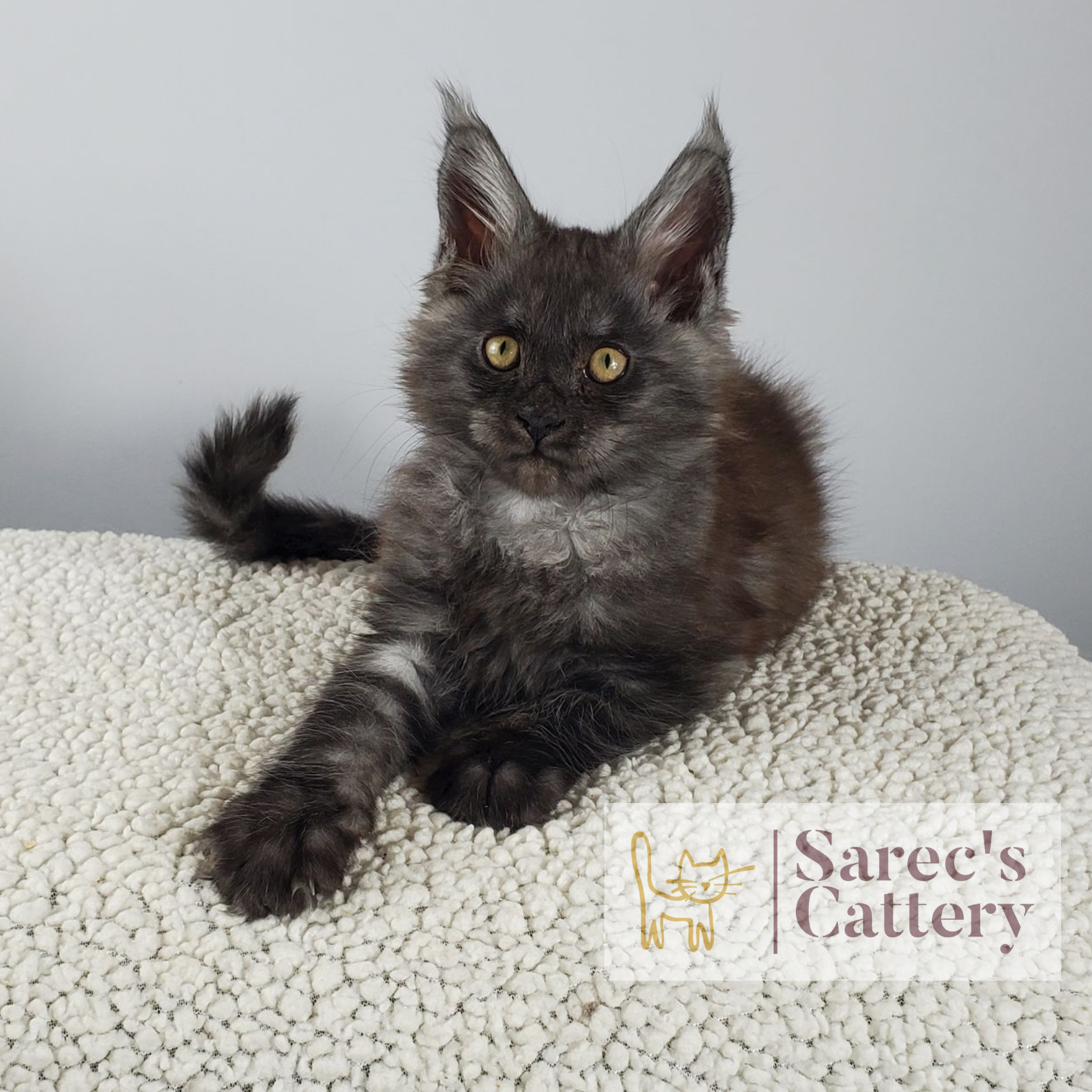 black smoke male Maine Coon kitten laying with paw out