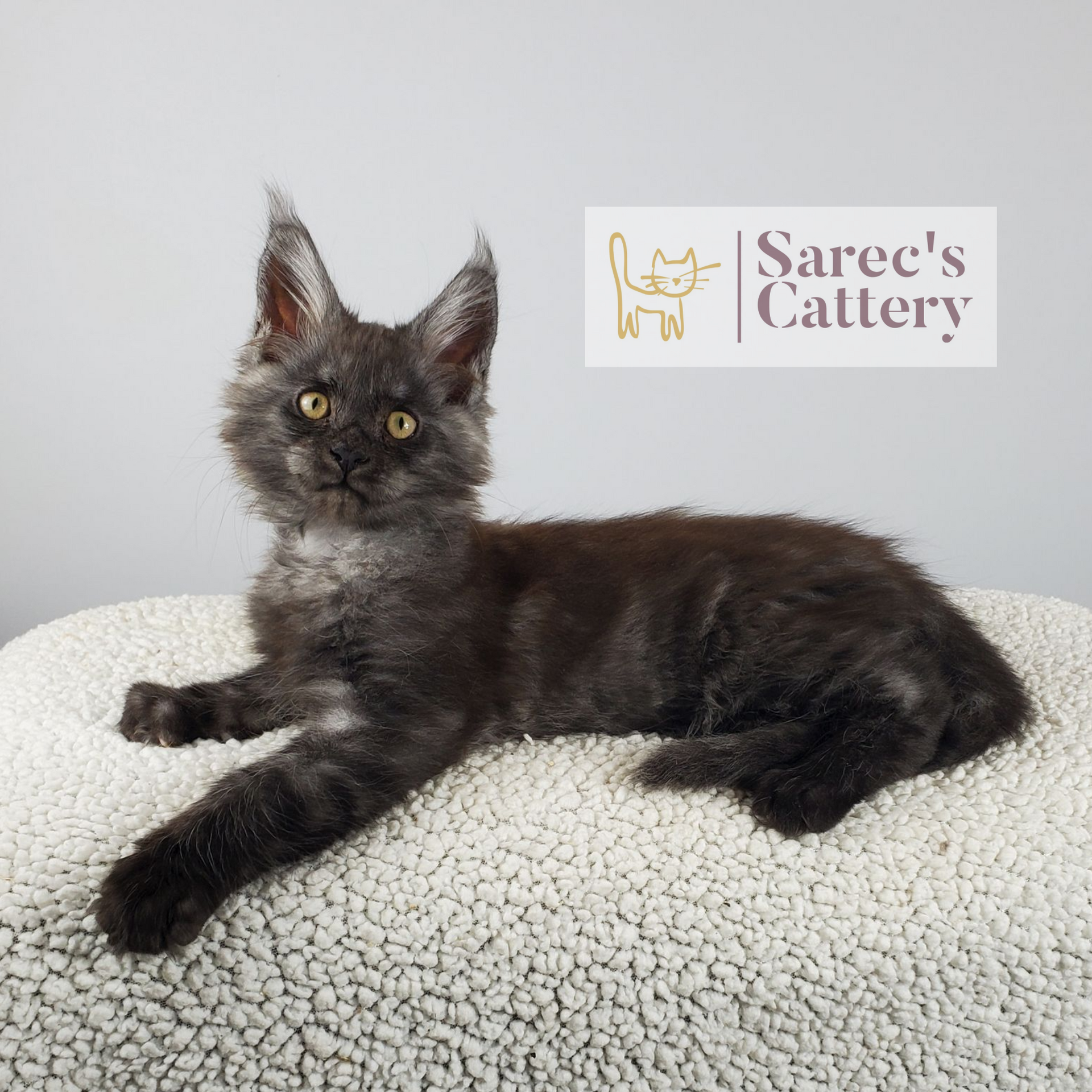 black smoke male Maine Coon kitten laying down