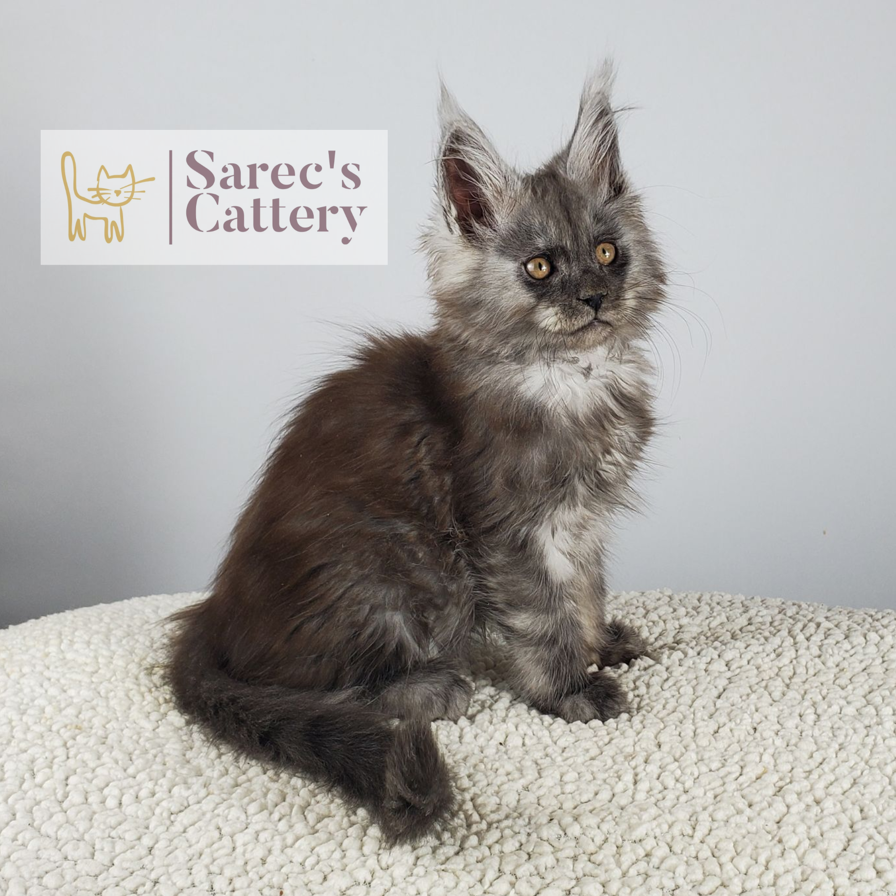 black smoke male Maine Coon kitten sitting up looking sweet