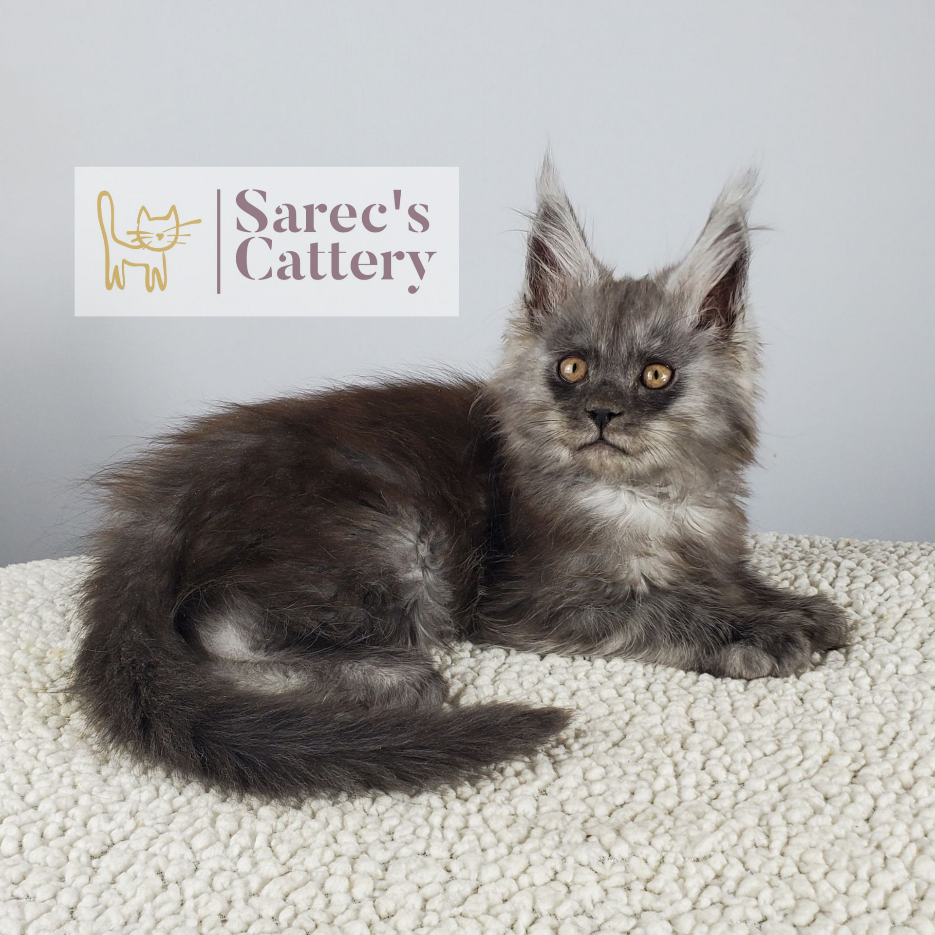 black smoke male Maine Coon kitten laying down facing front named Orrin