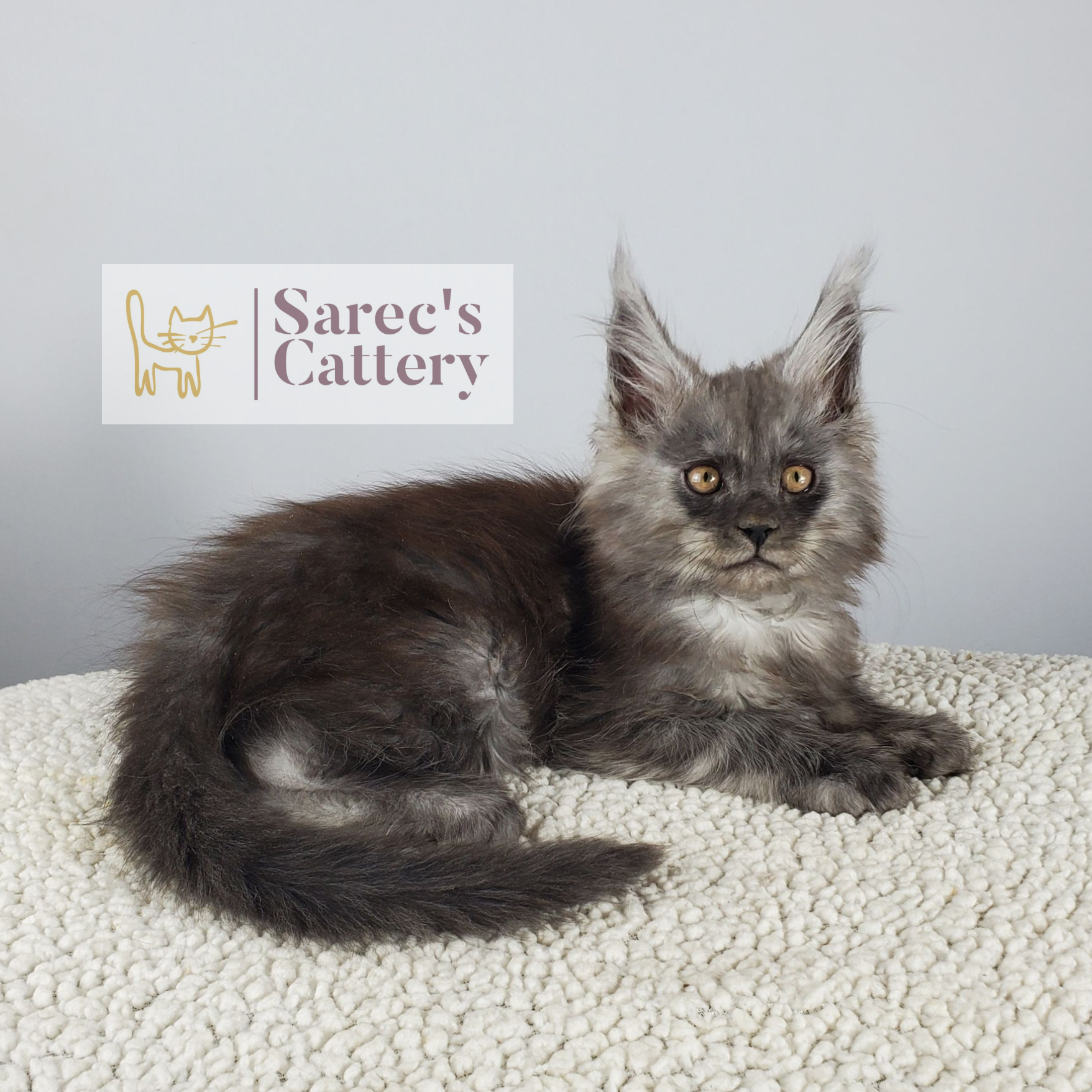 black smoke male Maine Coon kitten laying down named Orrin