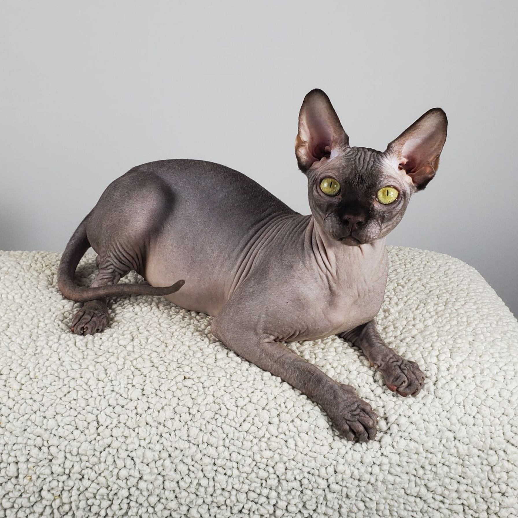 Chocolate colored Sphynx male cat laying on blanket