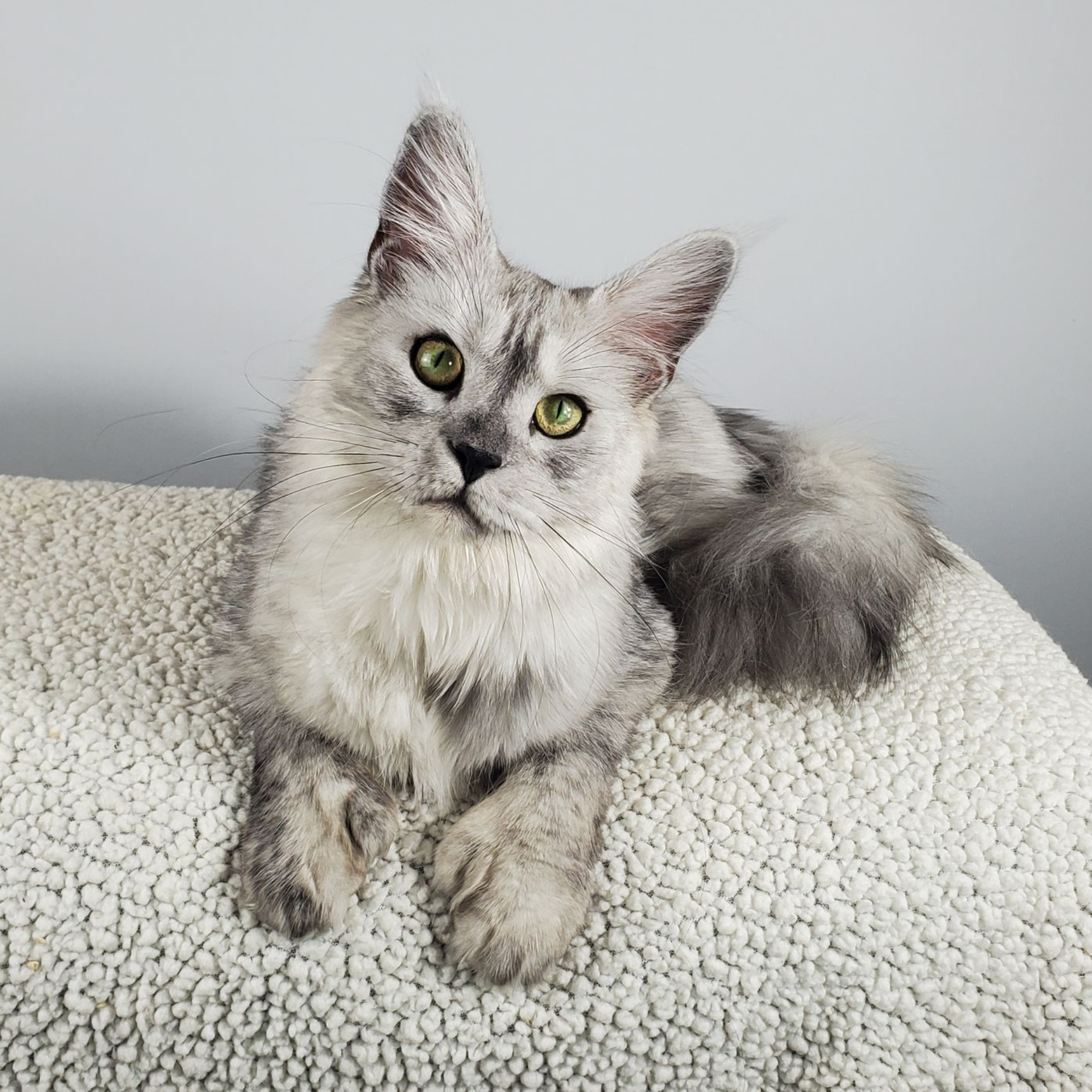 Blue silver Maine Coon