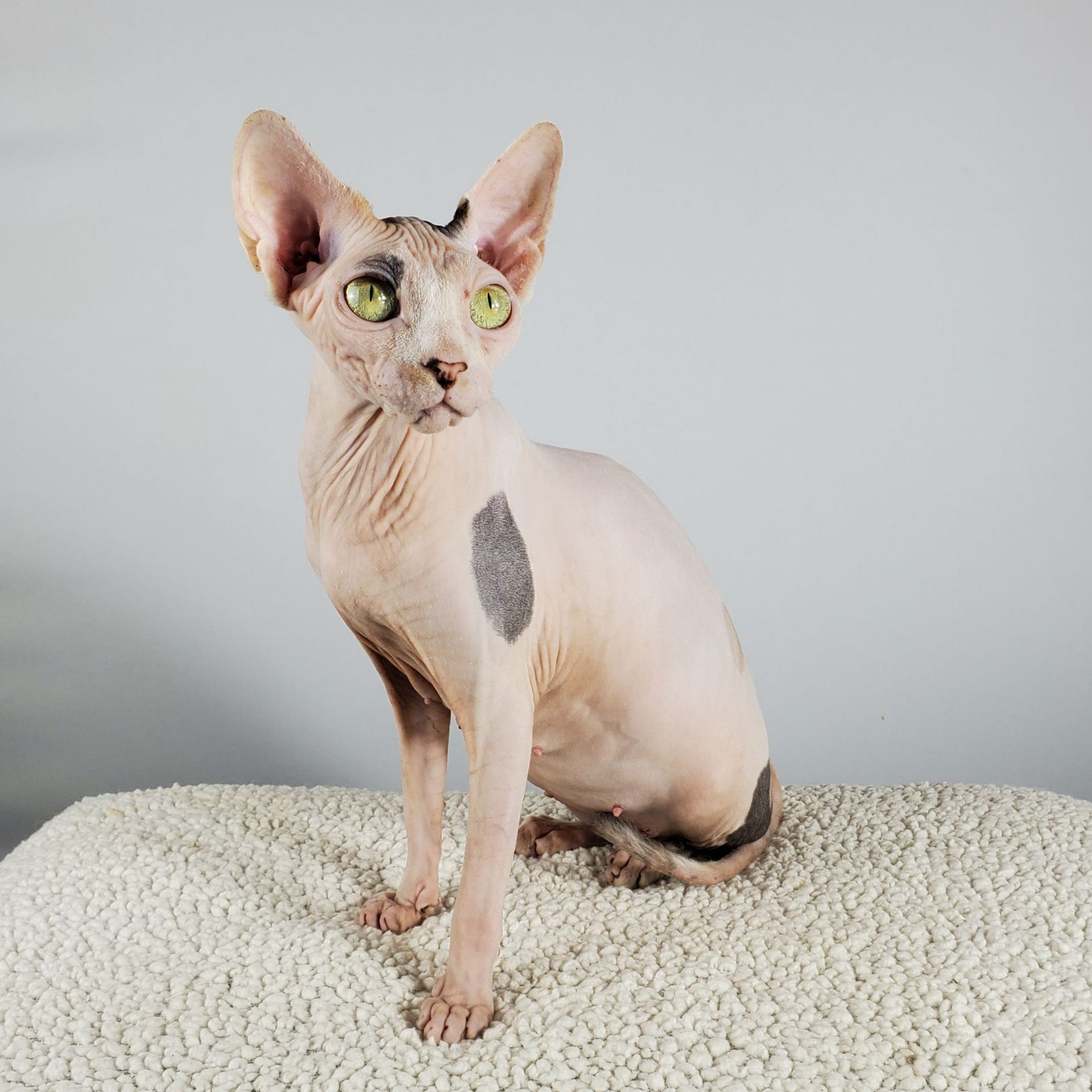 Dilute cow spotted Calico Sphynx female sitting