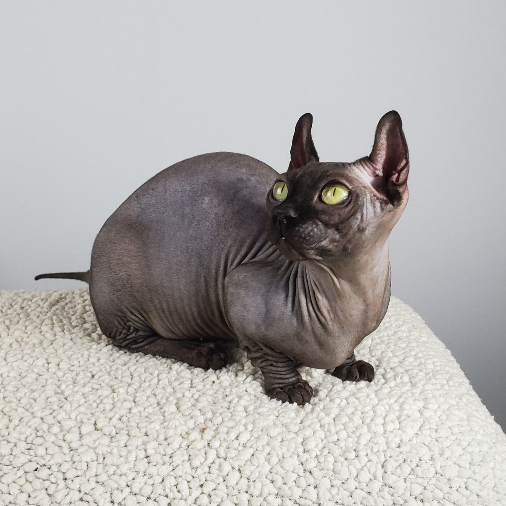 Black Dwelf Bambino female with large green eyes looking left