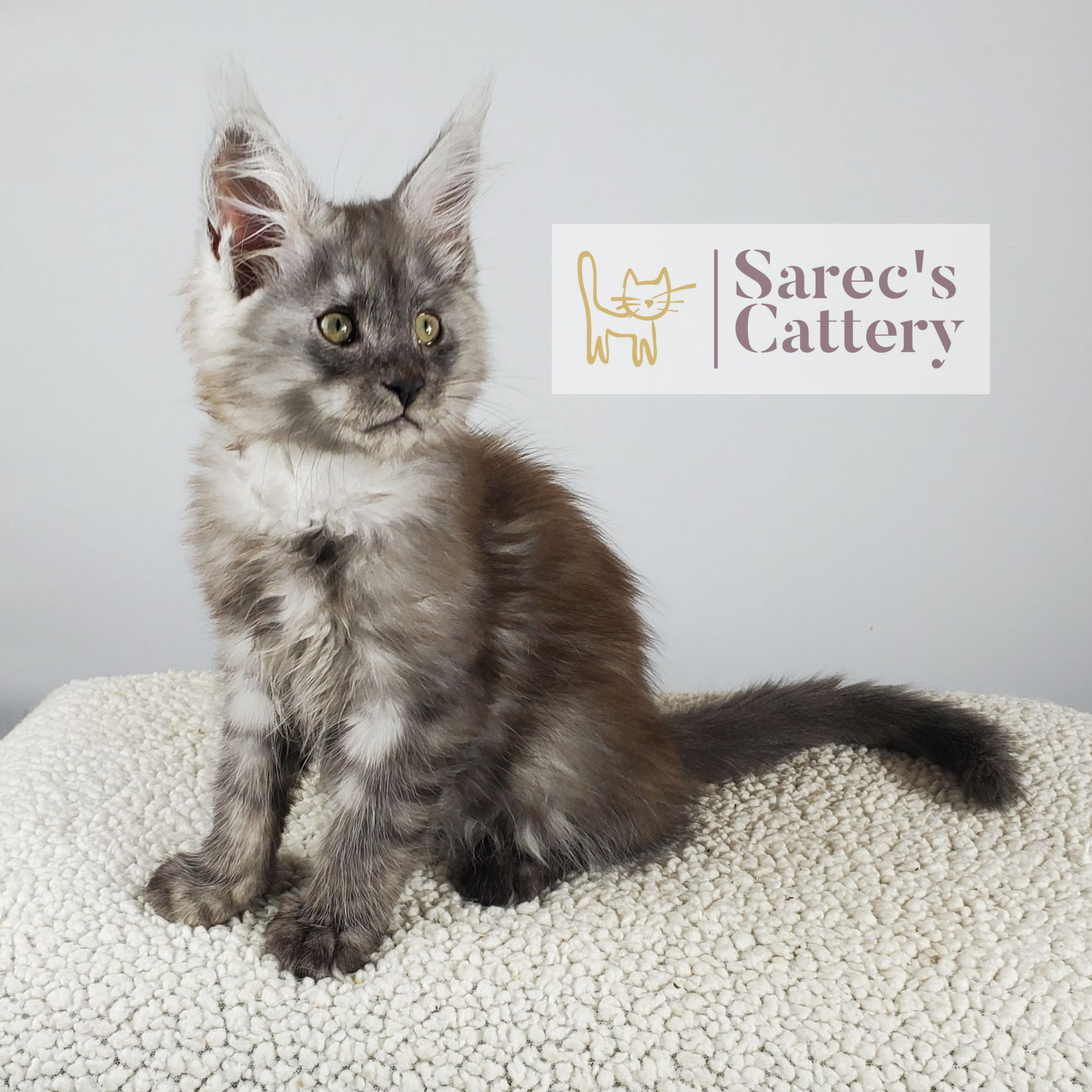 black smoke male Maine Coon kitten sitting named Opie