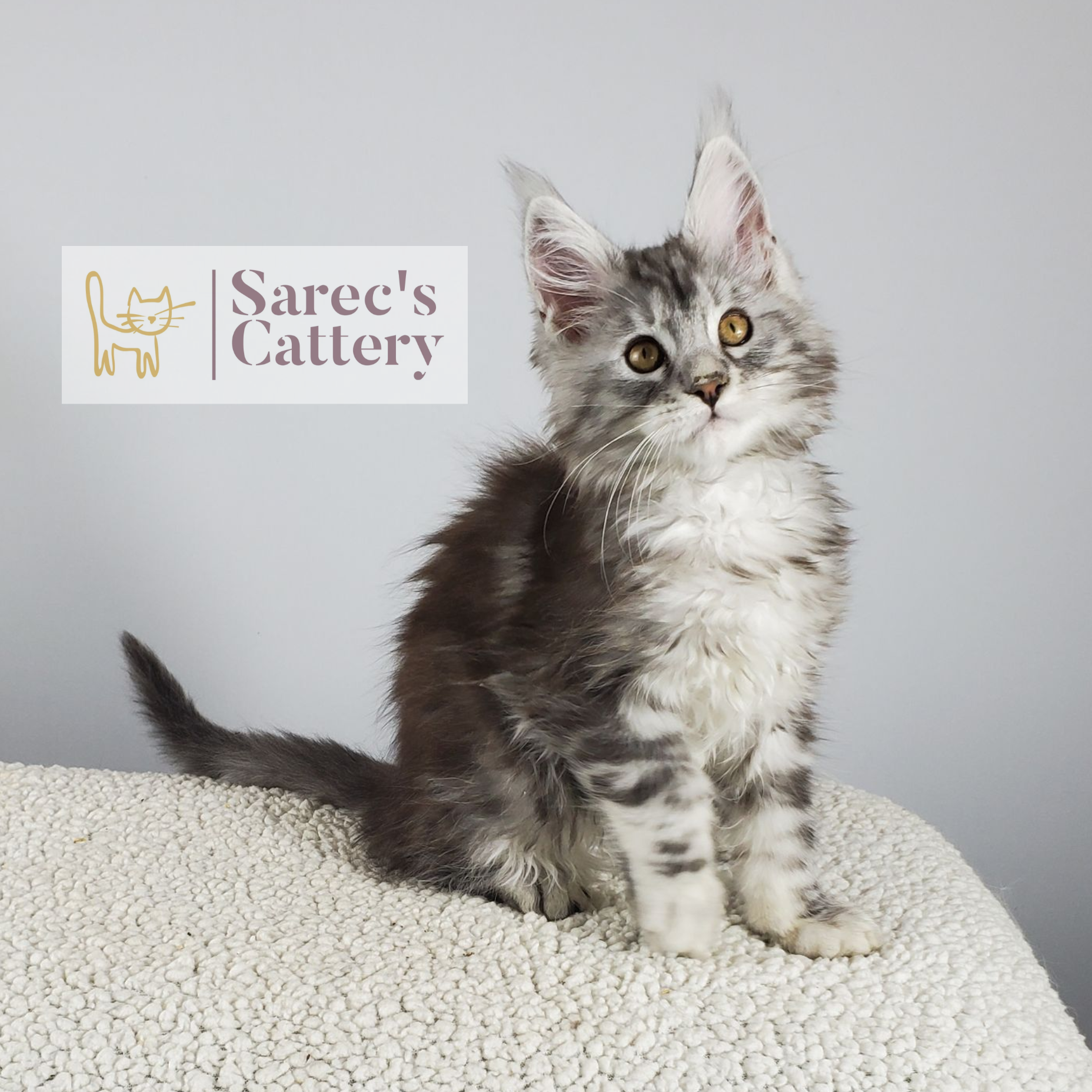 black silver-shaded tabby male Maine Coon kitten sitting