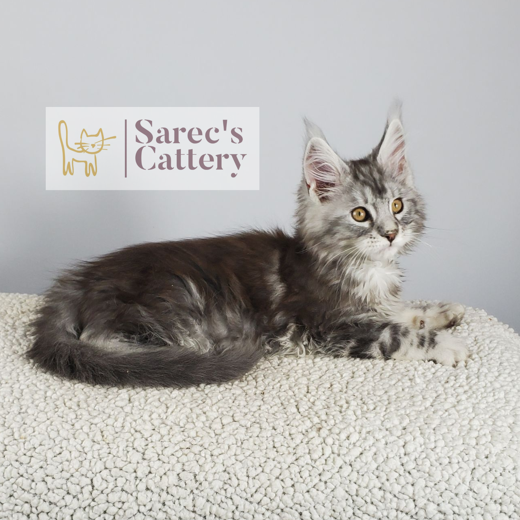 black silver-shaded tabby male Maine Coon kitten looking to right