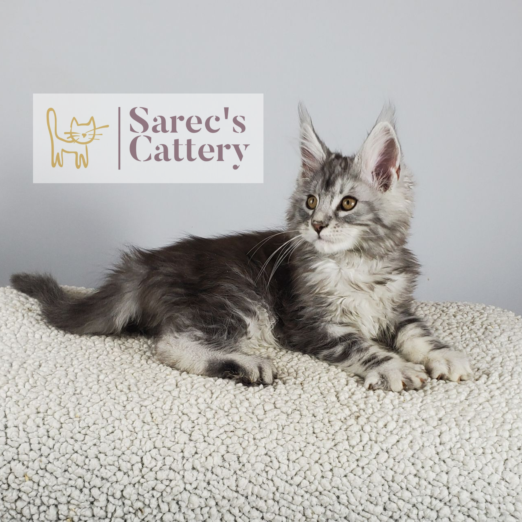 black silver-shaded tabby male Maine Coon kitten laying down